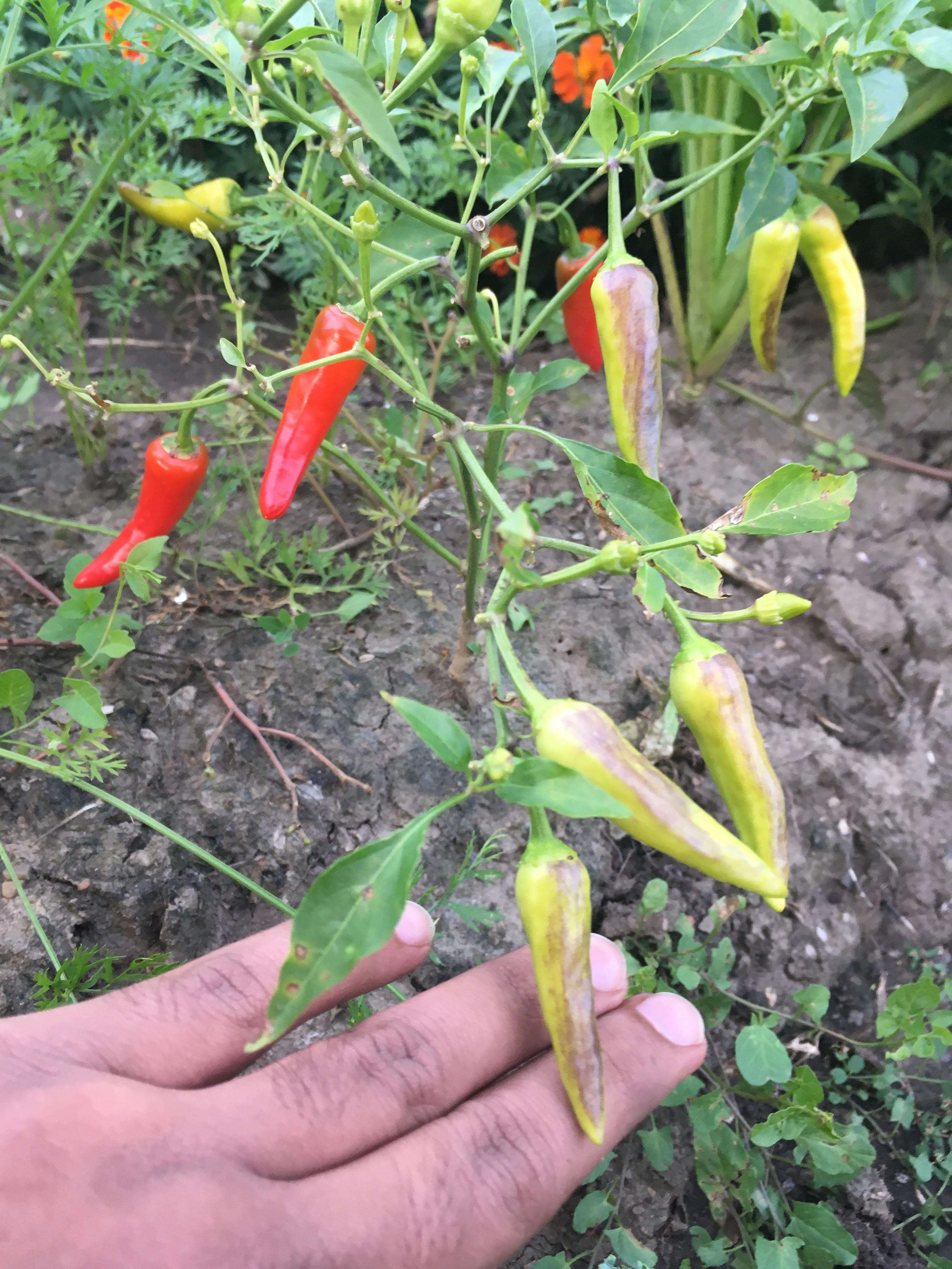 Please help ID this pepper (grew in Ohio from some unlabeled cayenne seeds. the green and purple