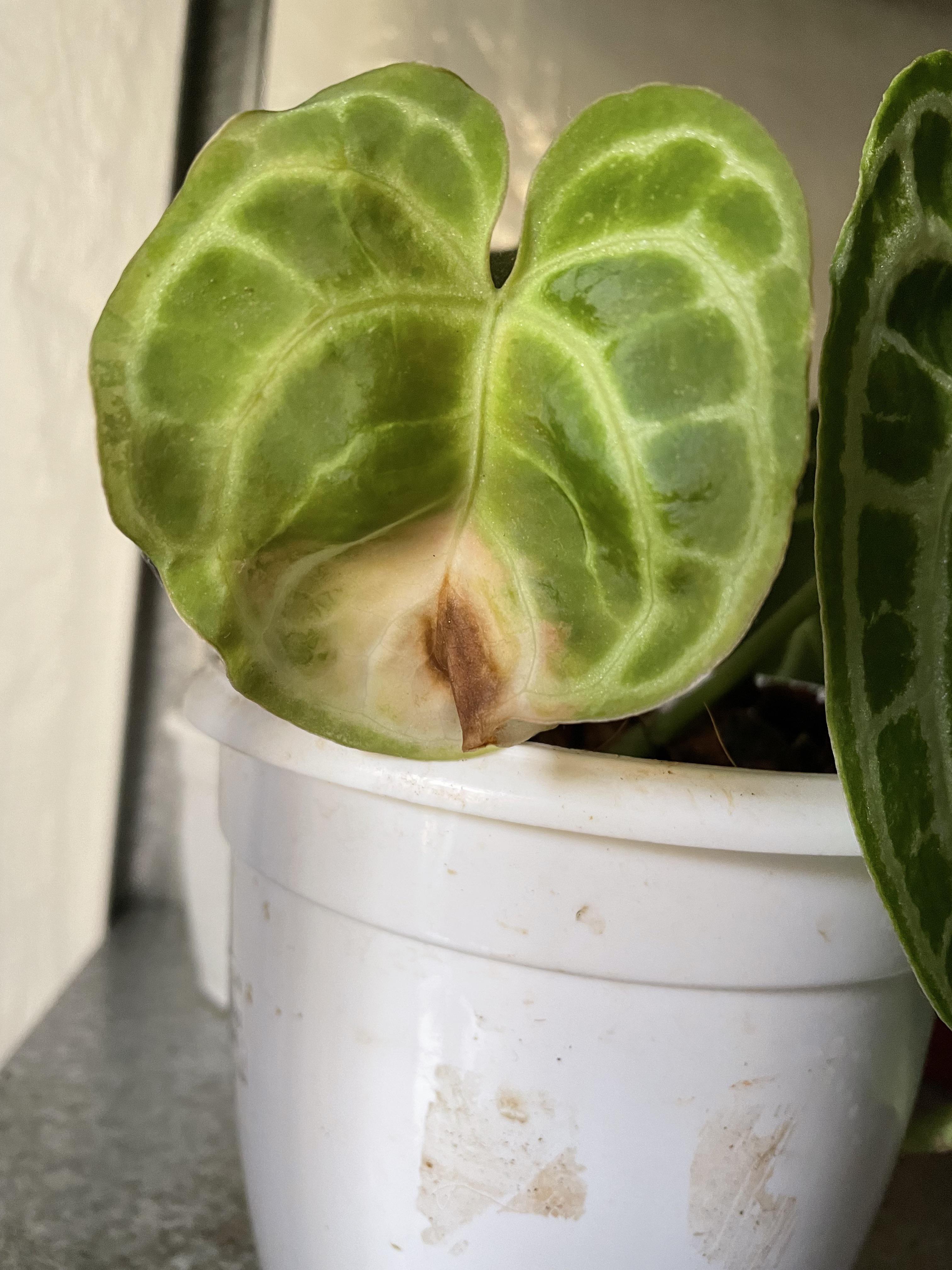 What is the white stuff on my pothos??? I just noticed this powdery