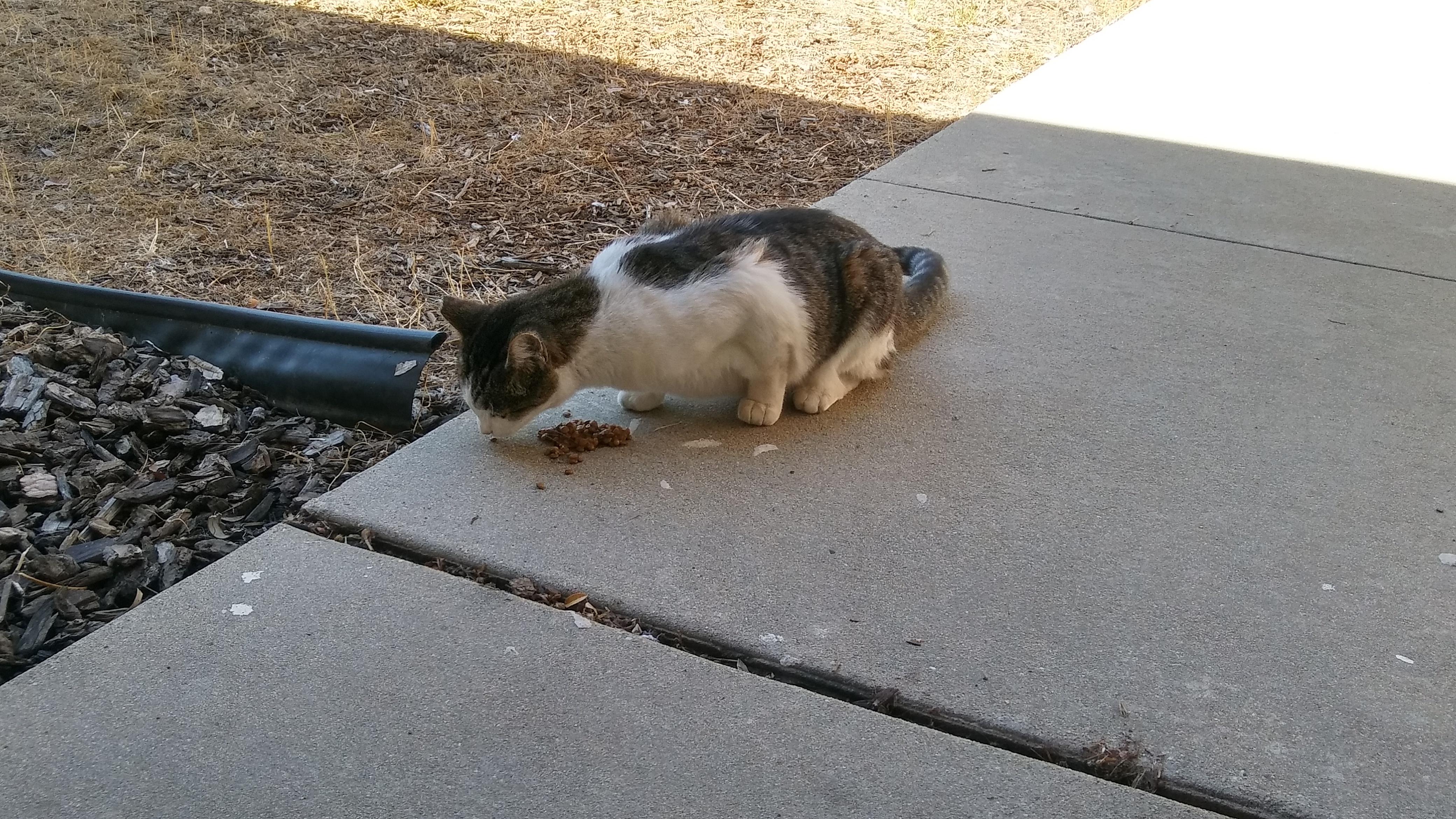 Fat cats can actually EAT lentils??? r/Frugal_Jerk