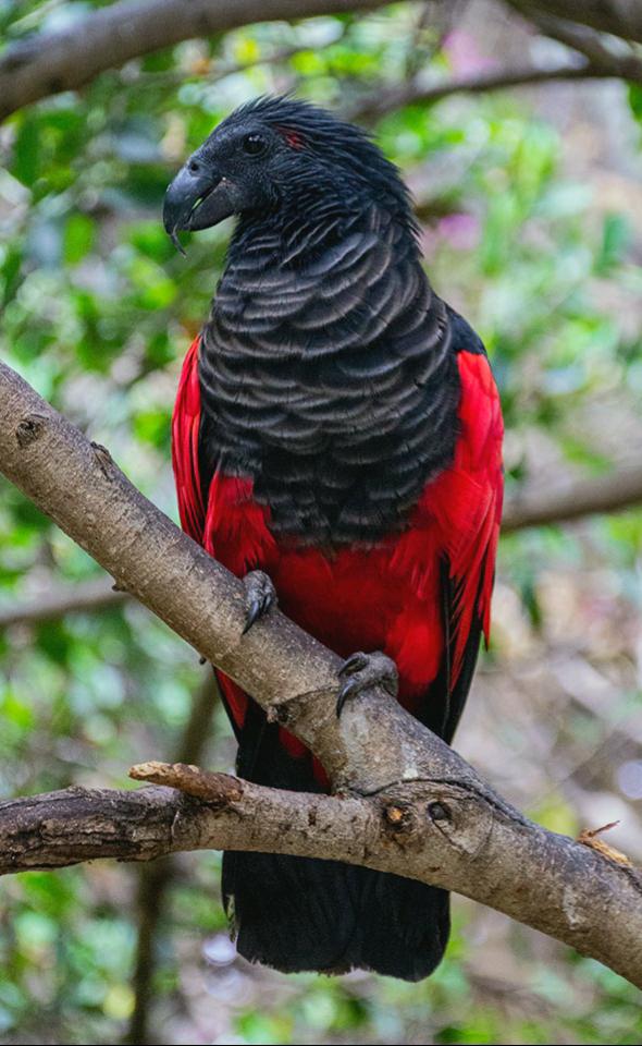 Dracula Parrot Price