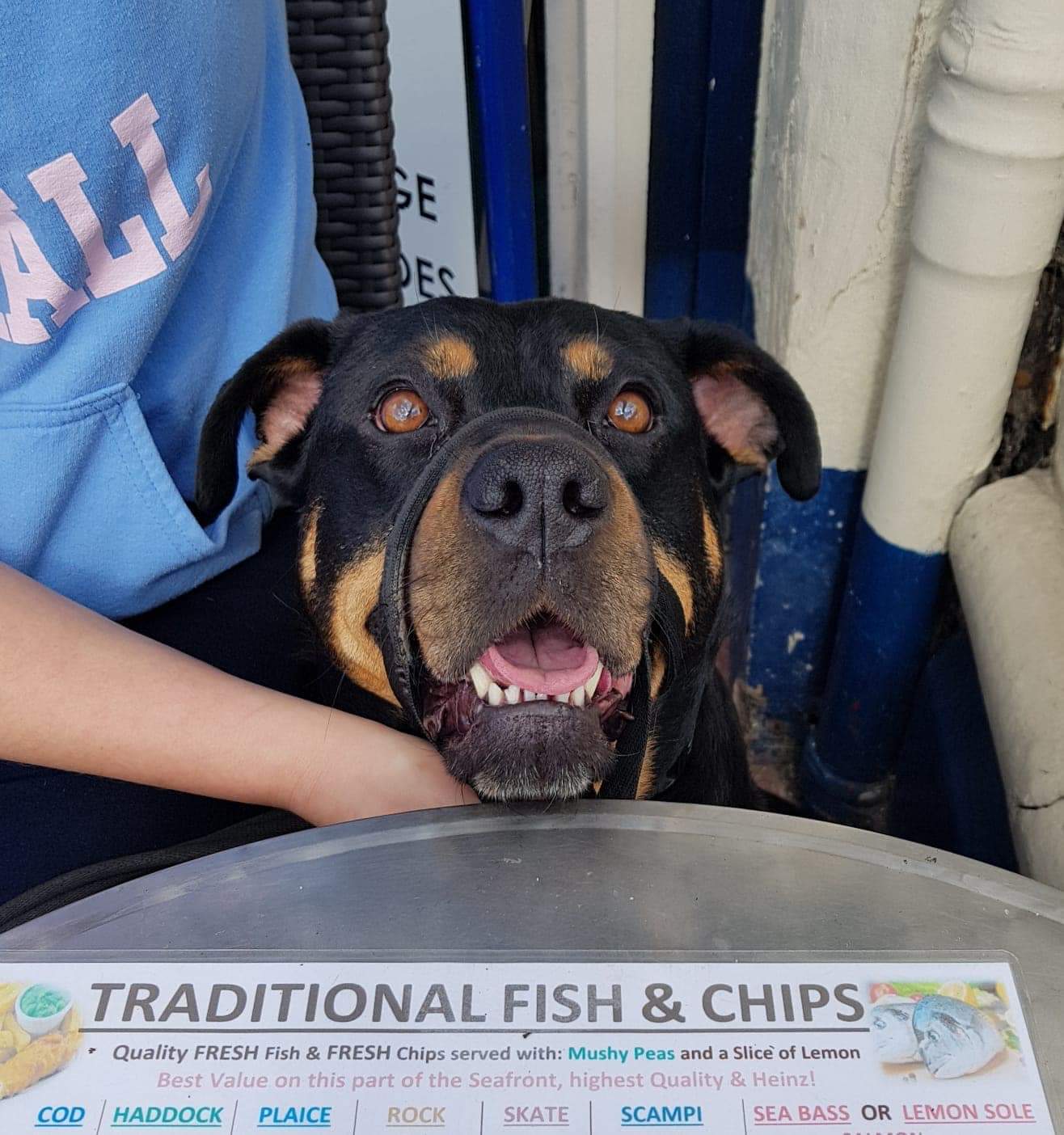 Fish & Chip shop dog. r/dogswithjobs