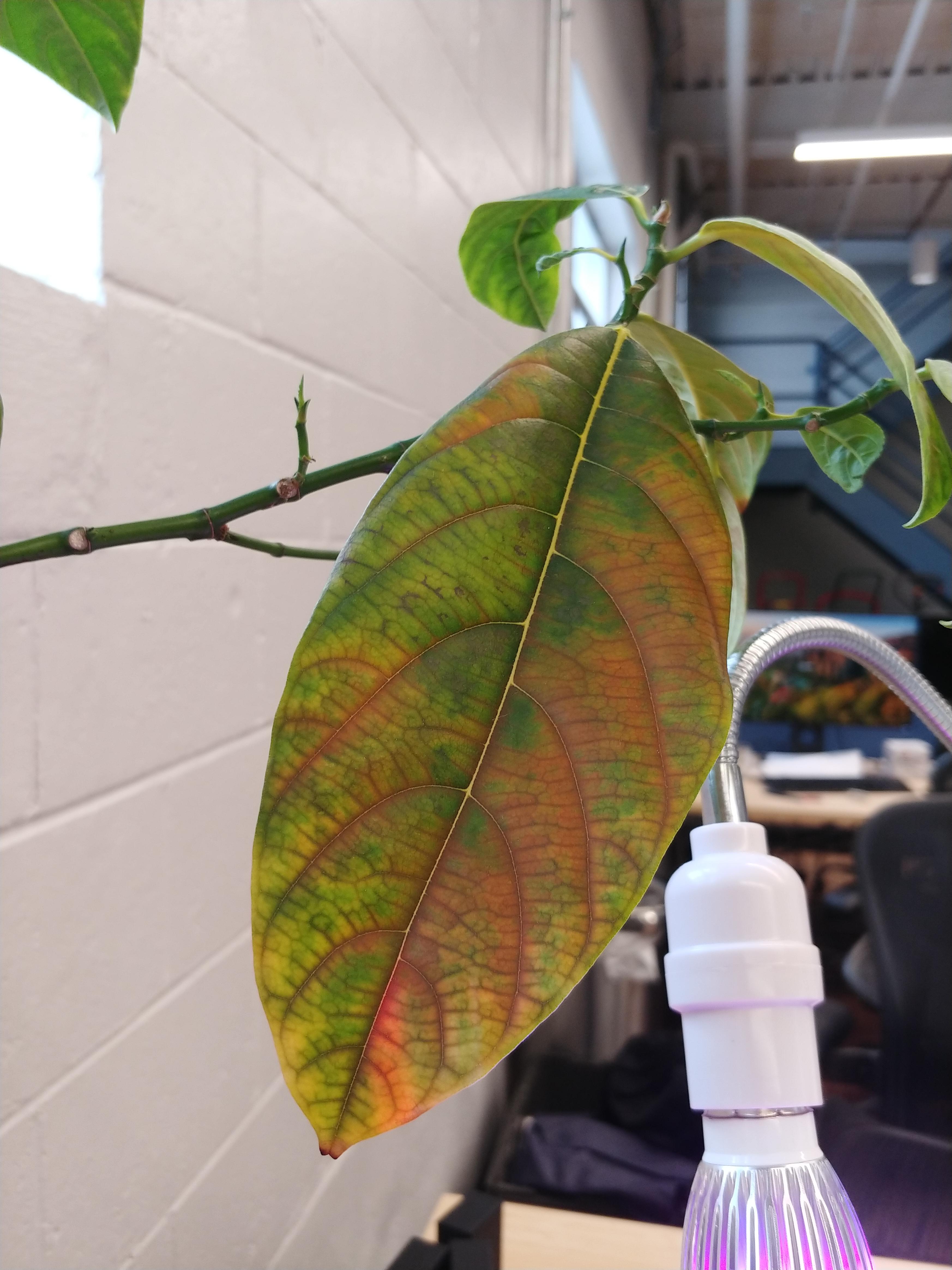 3yr old Jackfruit losing mature and immature leaves r/plantpathology