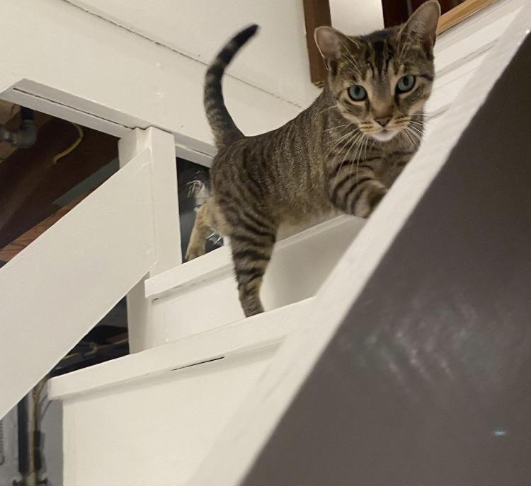 How do I keep my cat off the stairs? r/cats