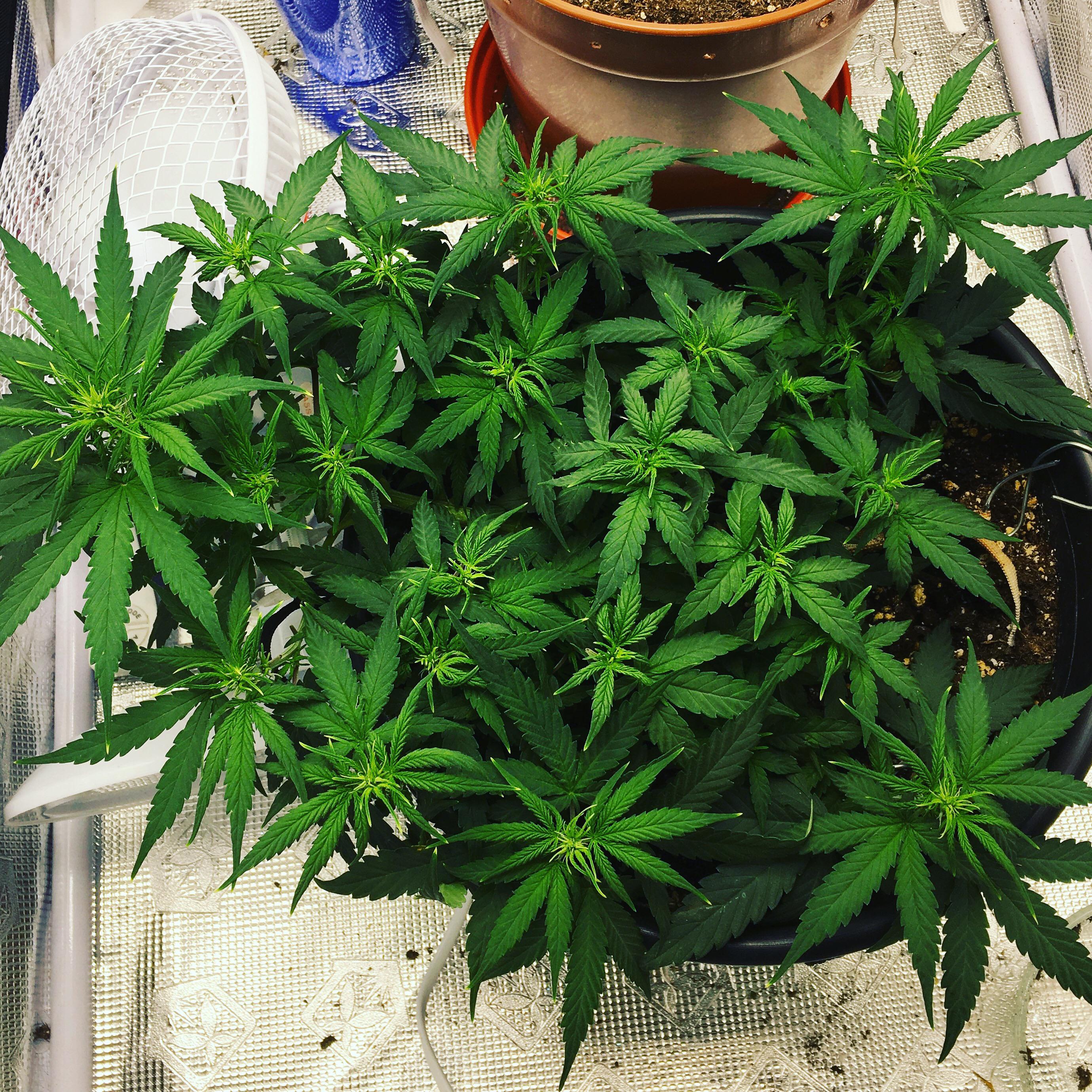 Barneys farm blue cheese around day 30 r/Autoflowers