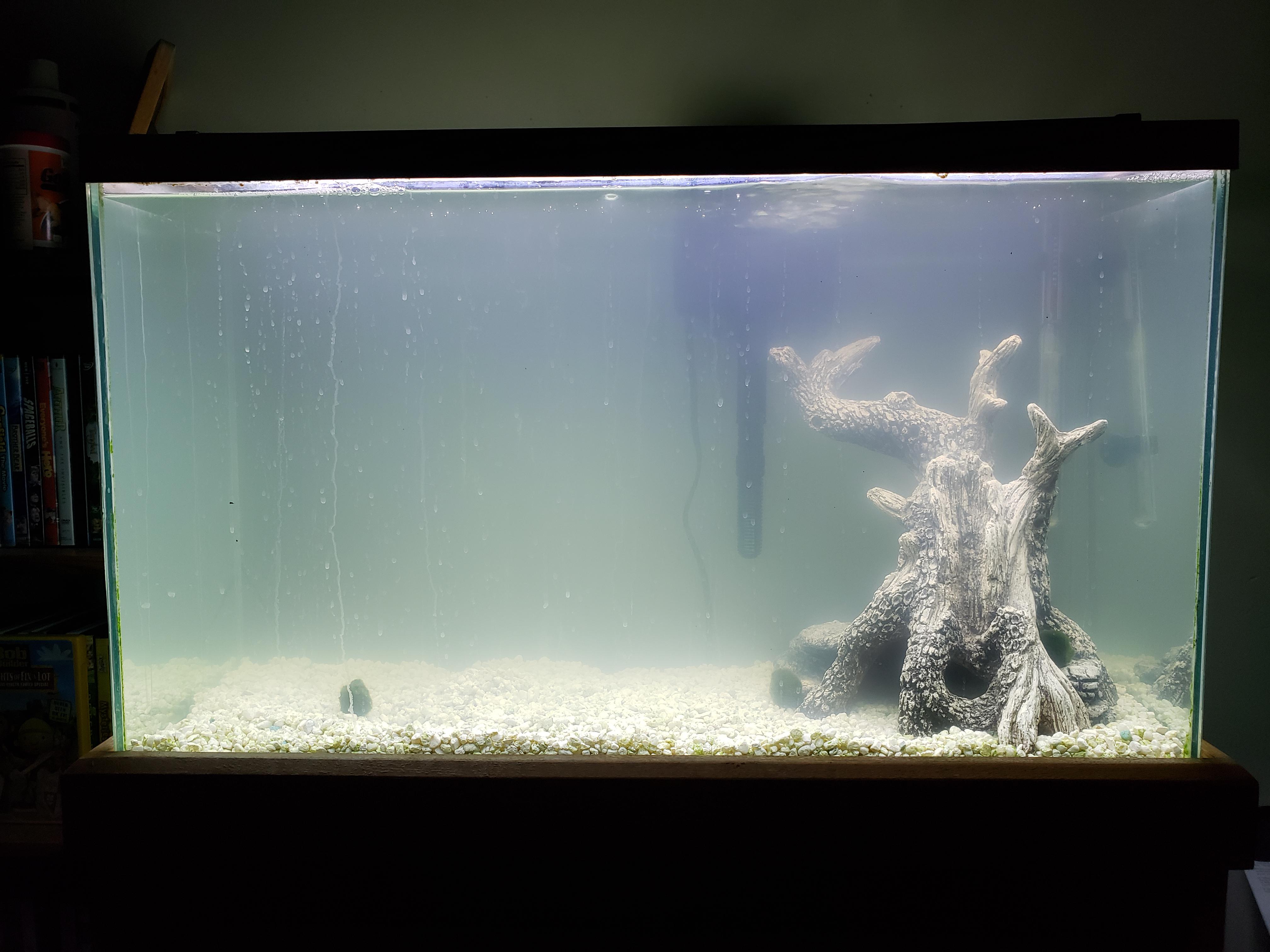 How To Clean A Cloudy Fish Tank Glass at William Brackett blog