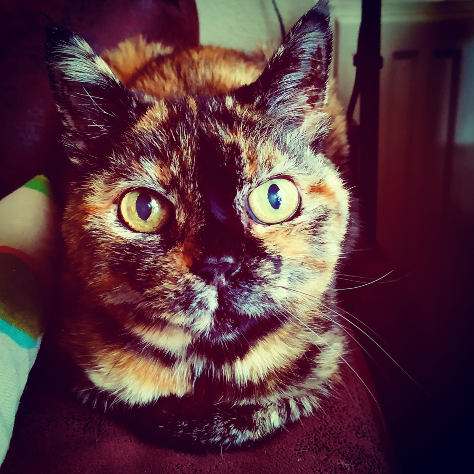 This was our cat Kiara. Today we said goodbye to her. She was the best