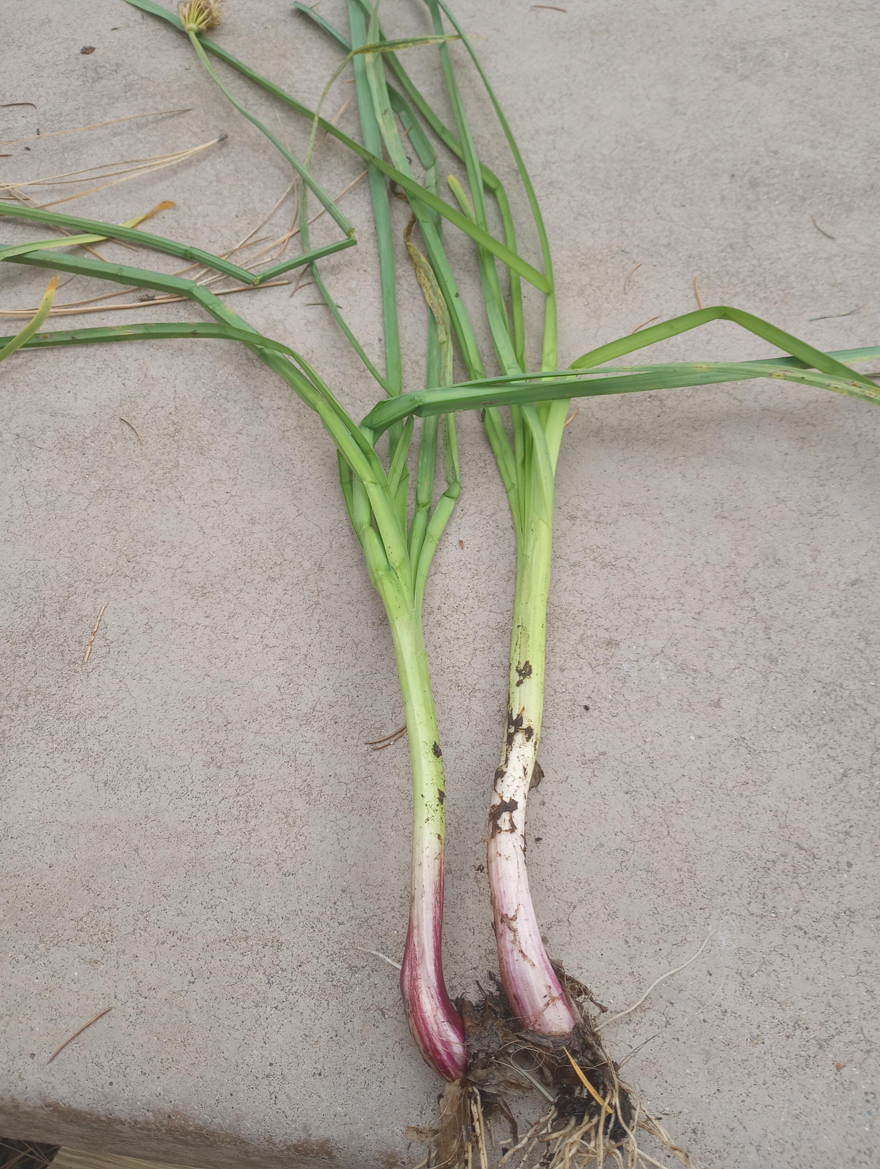 Wild onions? Found in a spring, malhuer national Forest, eastern Oregon r/foraging