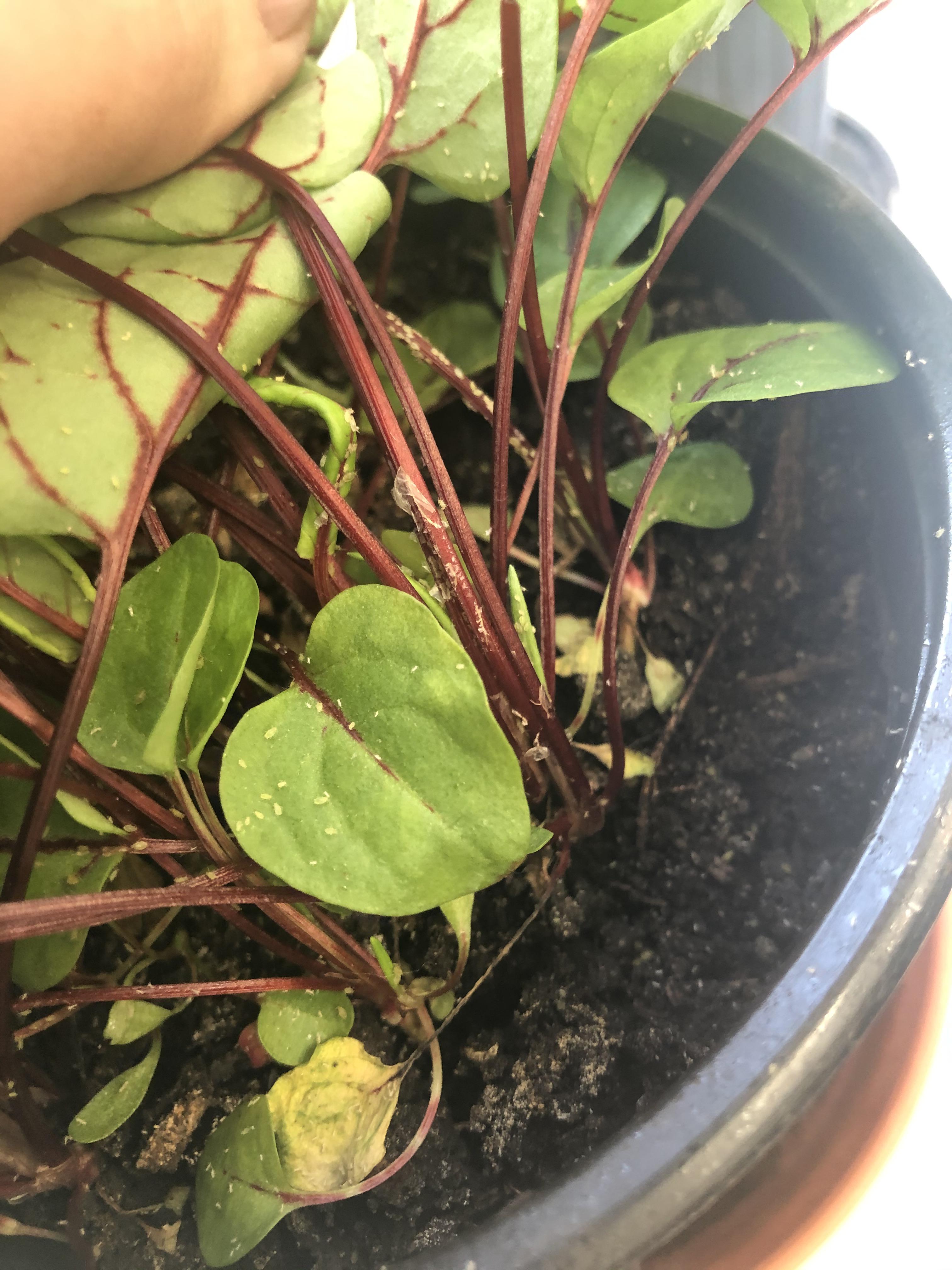 Why do my blood vein sorrel have those white spots ? And how do I get rid of them ? r/plants