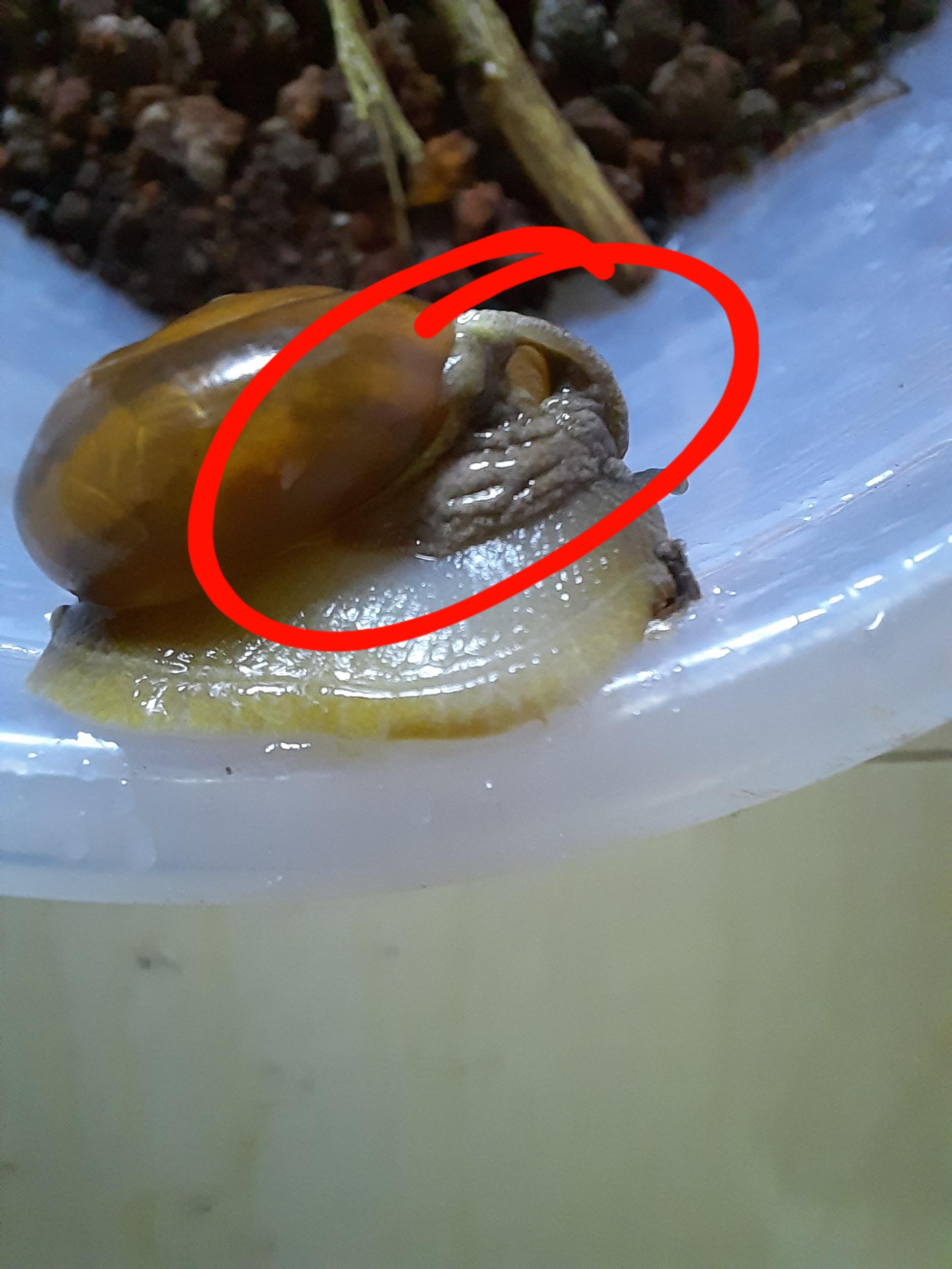 Help!! Just got this land snail and I noticed this part sticking out of