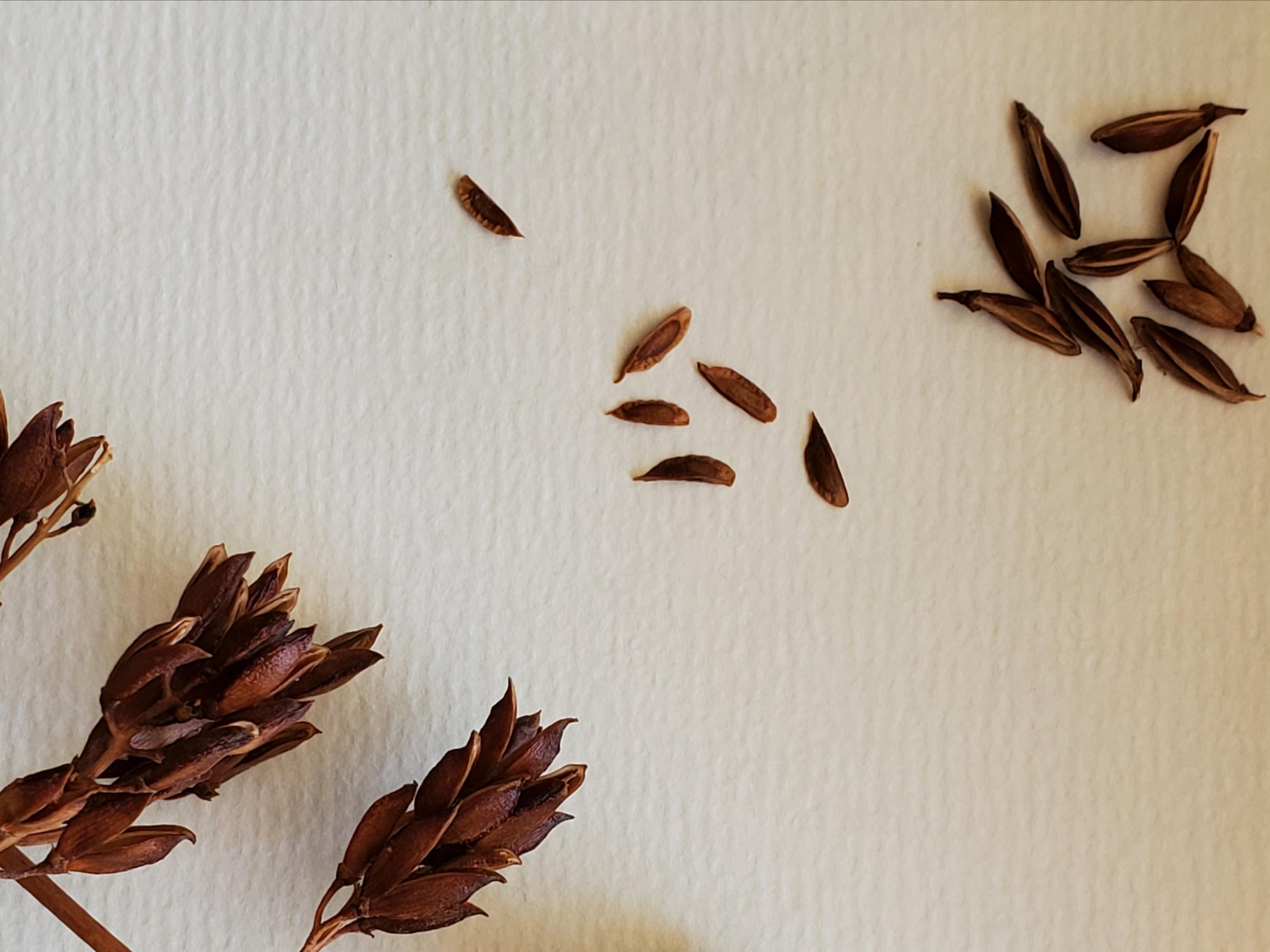 Lilac Seeds r/gardening