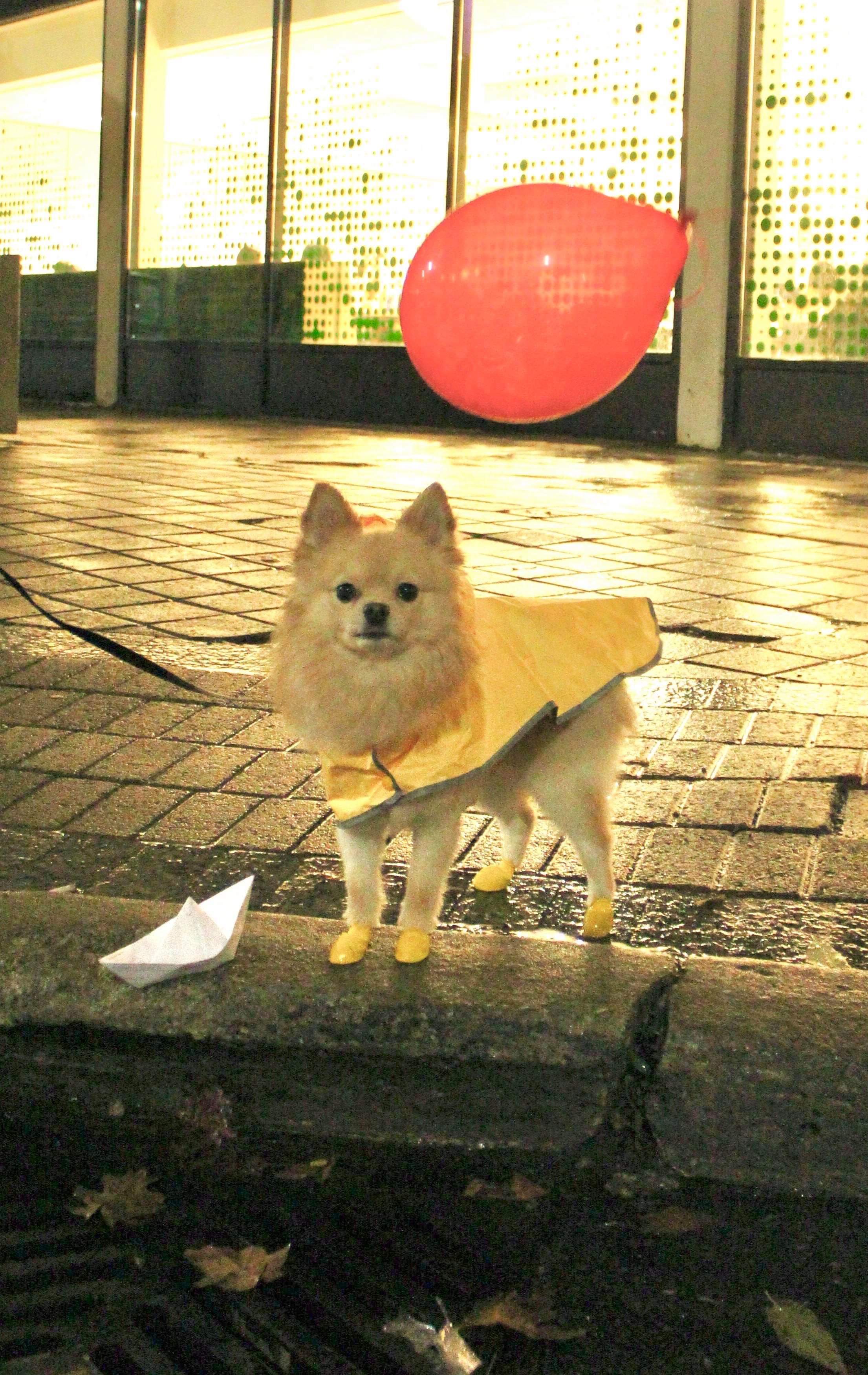 Dressed my dog up as from IT! r/halloween