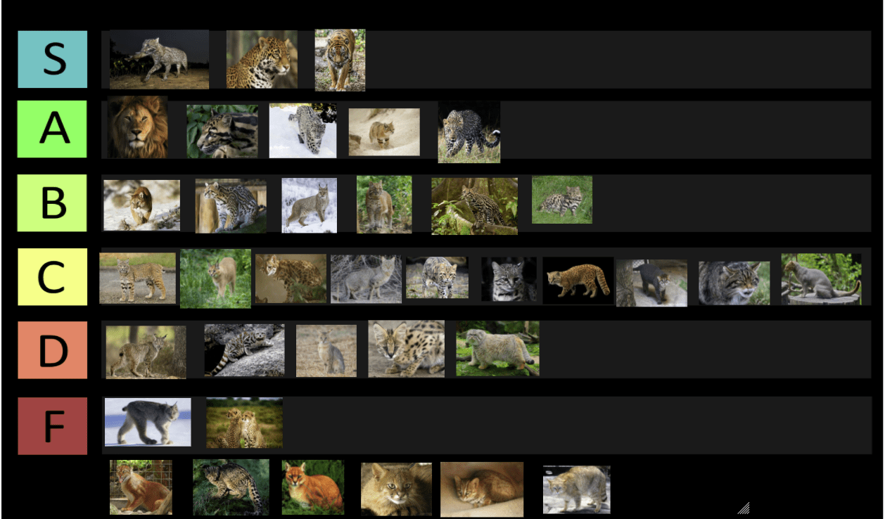Wild cat tier list (Please feel free to debate in the comments but read