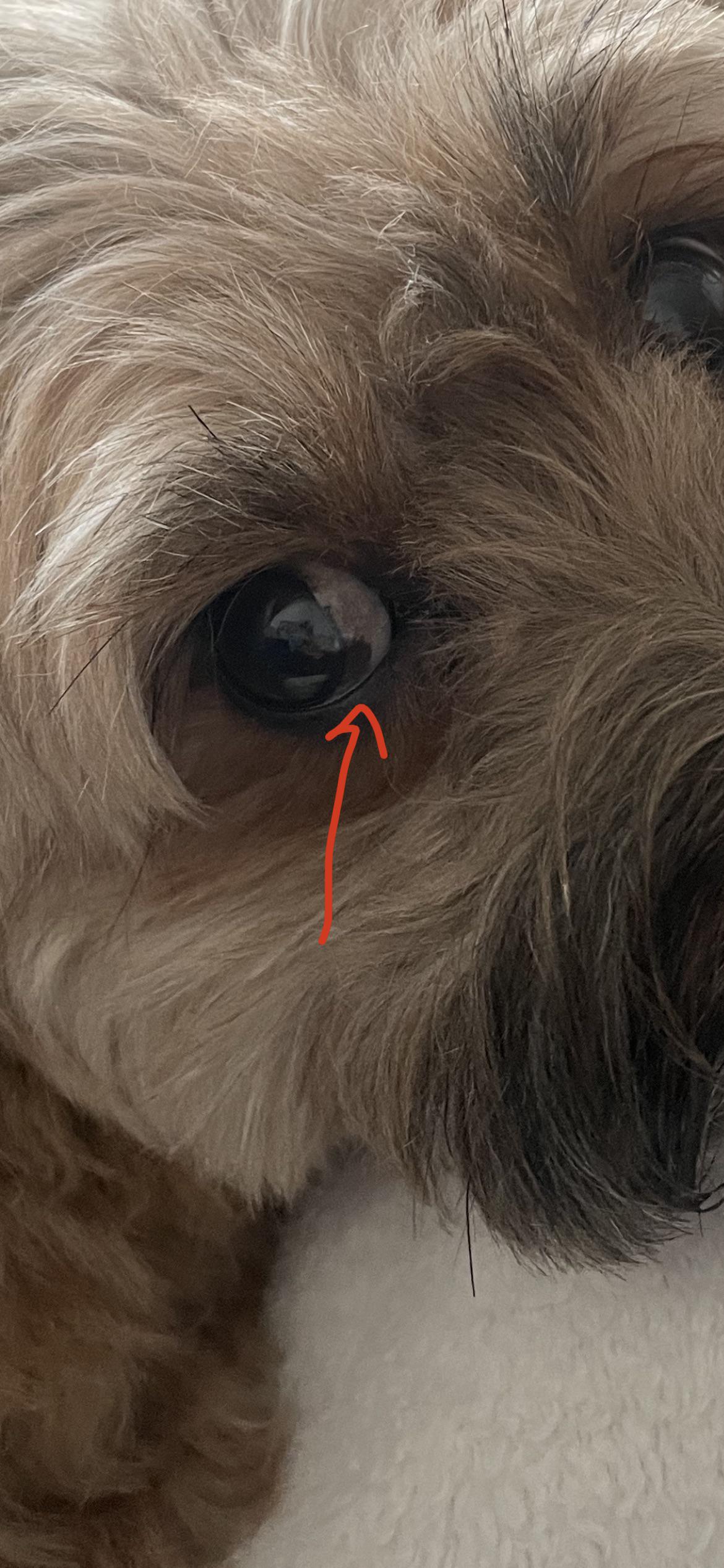 Brown spot on dogs eye should I be concerned?? ???? r/DogCare