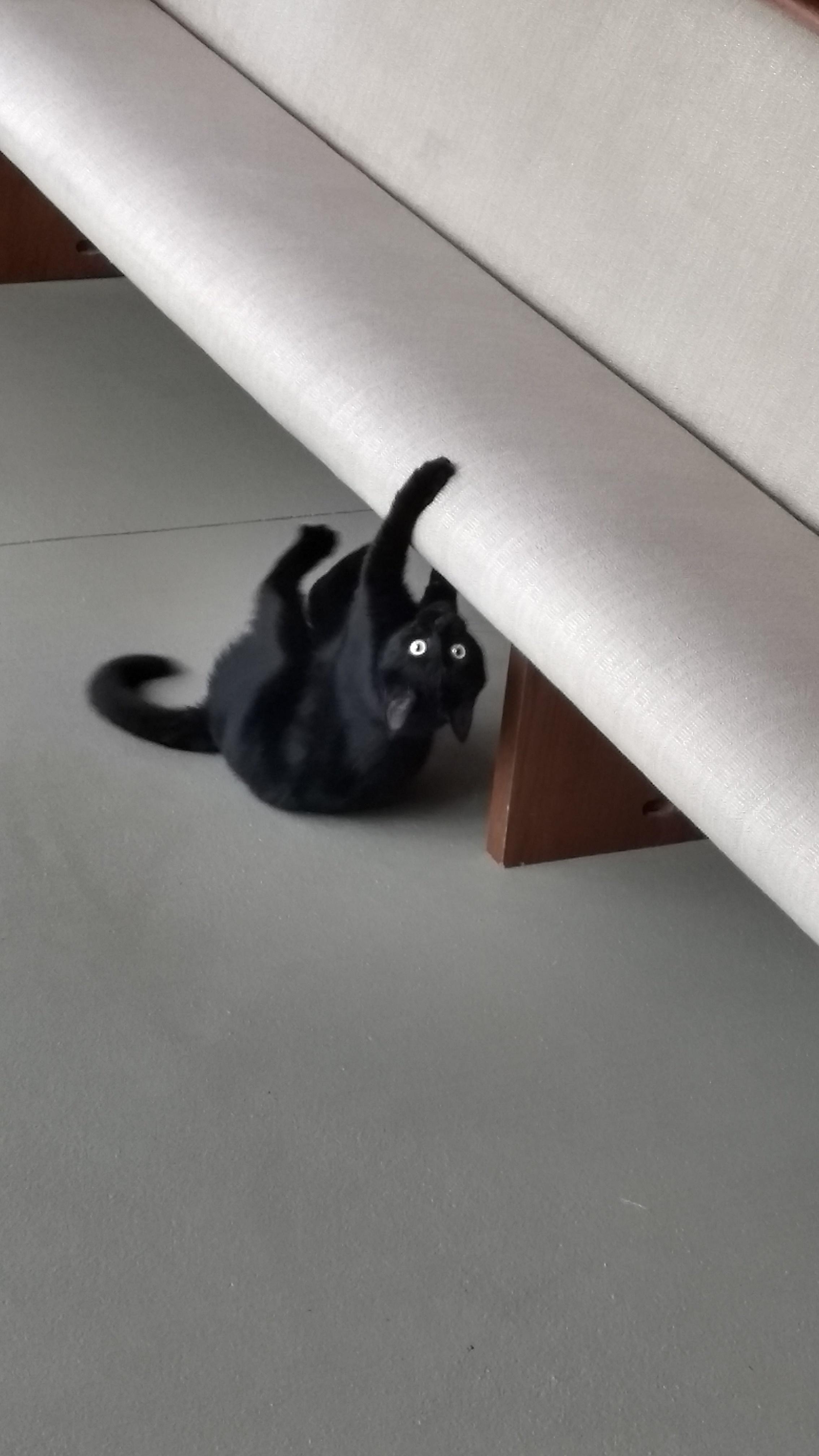 Is my cat broken? cats