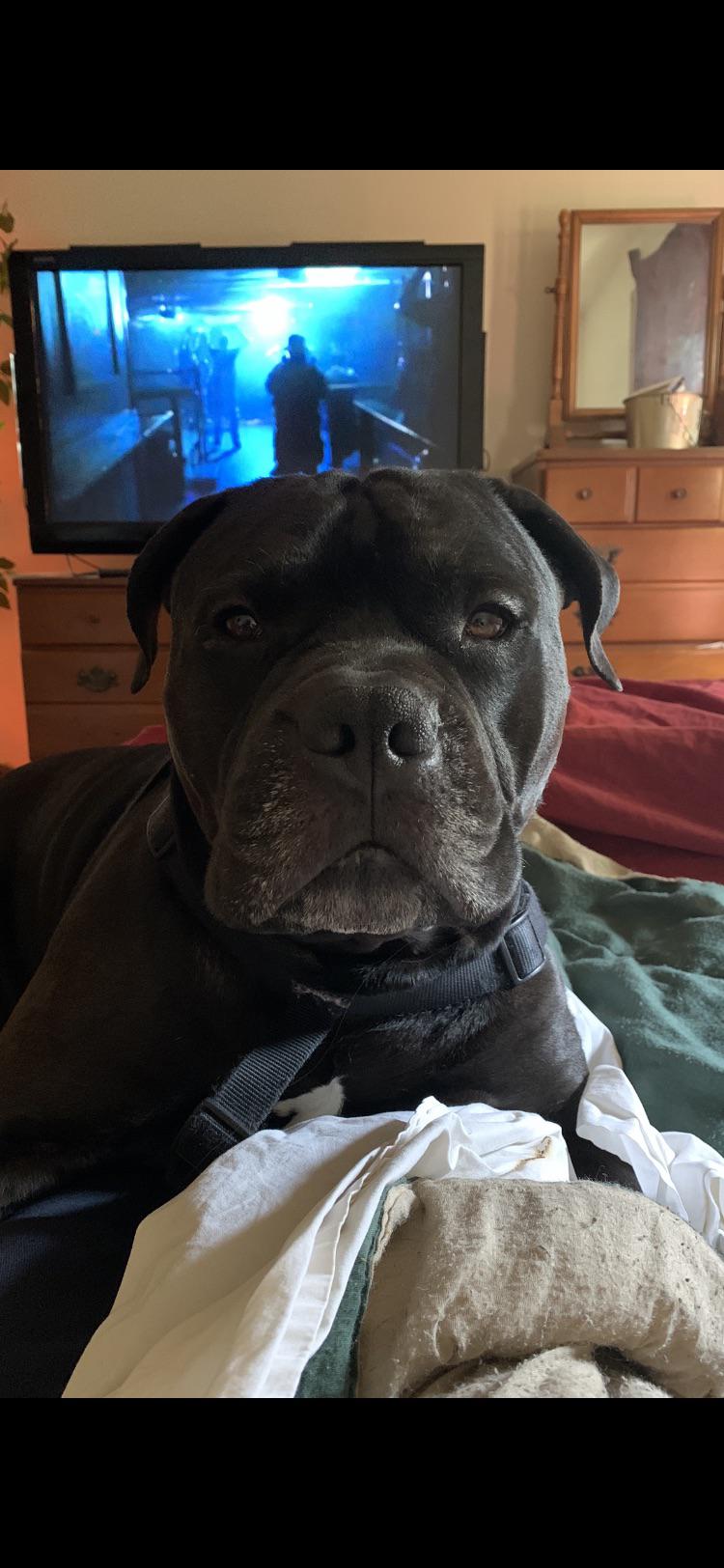 Big Black is more reliable than an alarm clock. Morning walk time is on