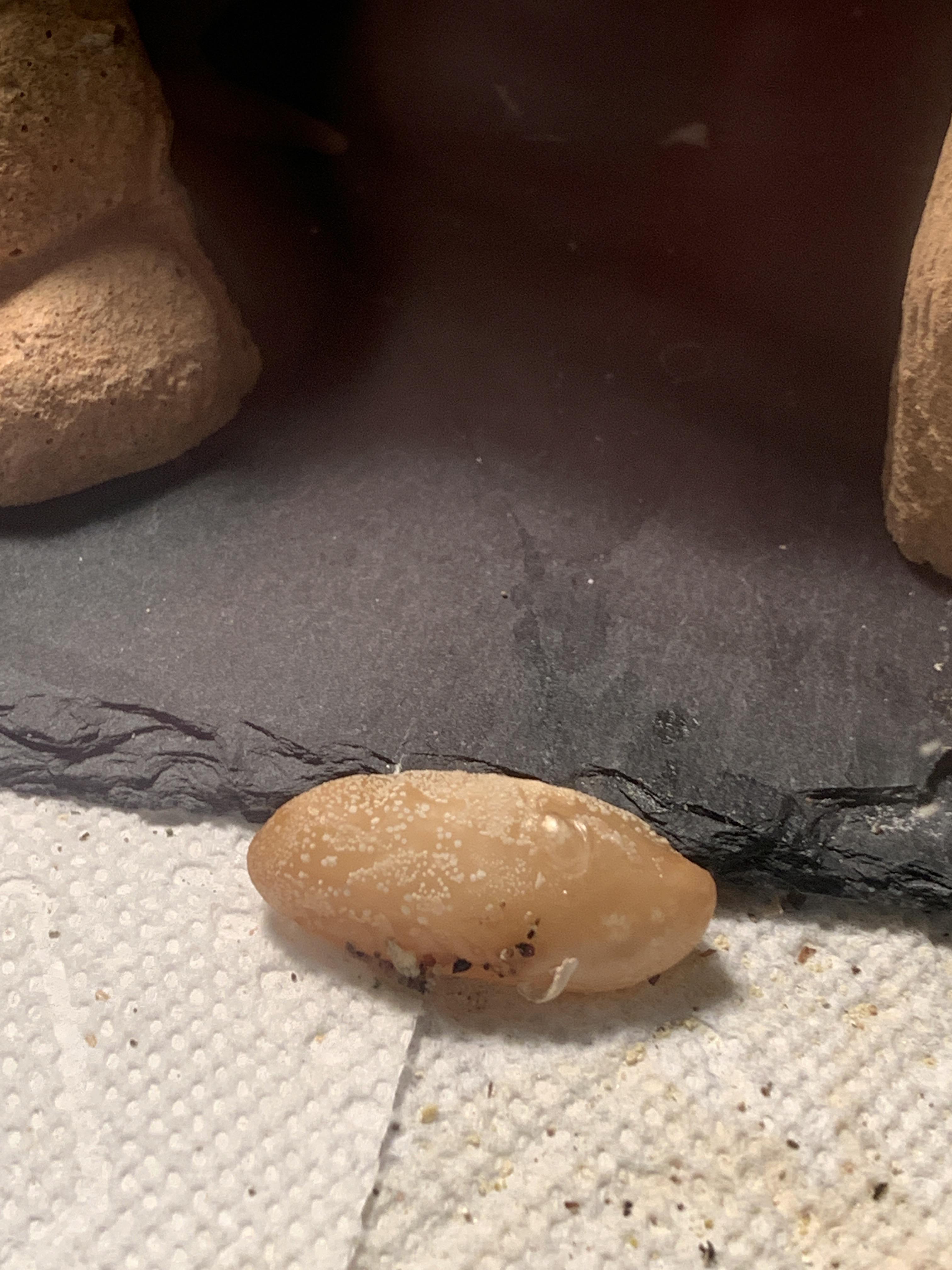 Female leopard gecko laid infertile egg. First time to happen in the 6