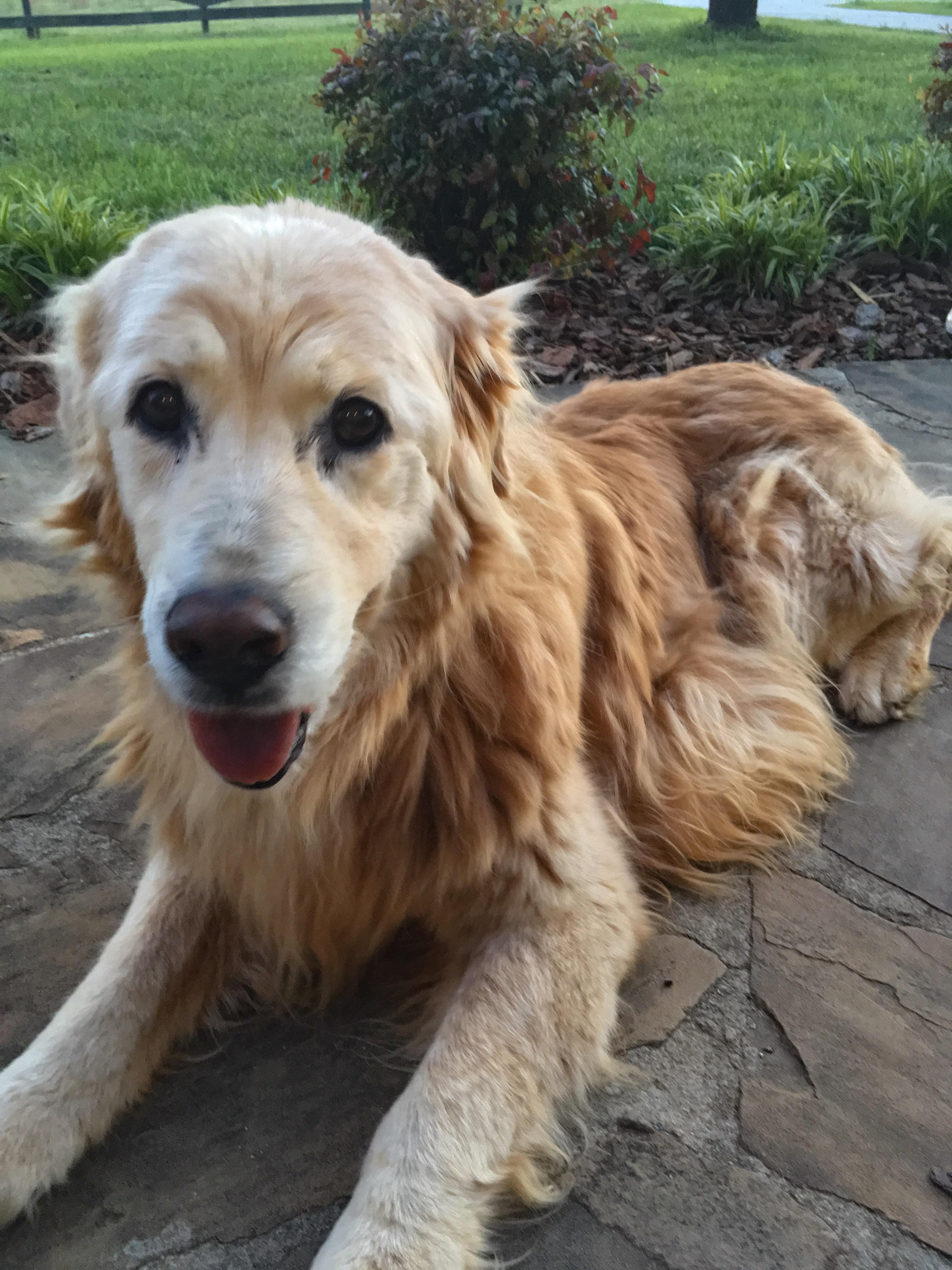 8 of the Oldest Golden Retrievers Ever