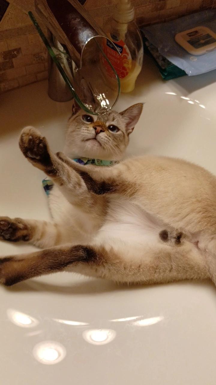 Gnocchi is my first cat, do they all like sinks this much? r/catpictures