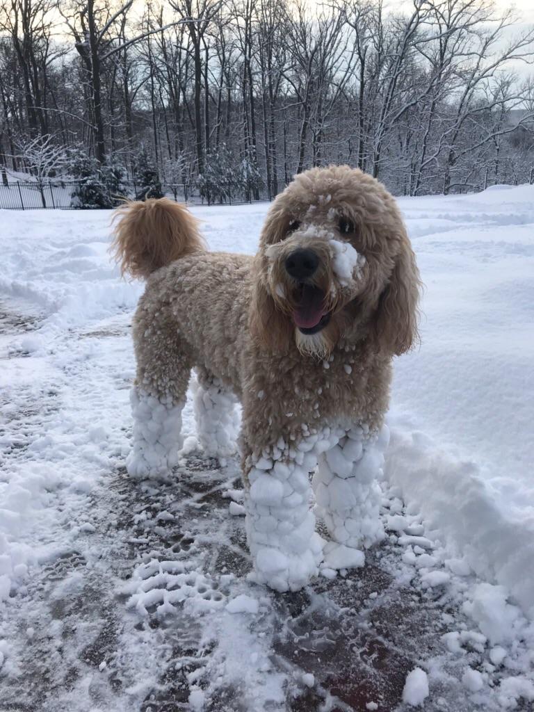 Gracie had her snow boots on! r/Goldendoodles