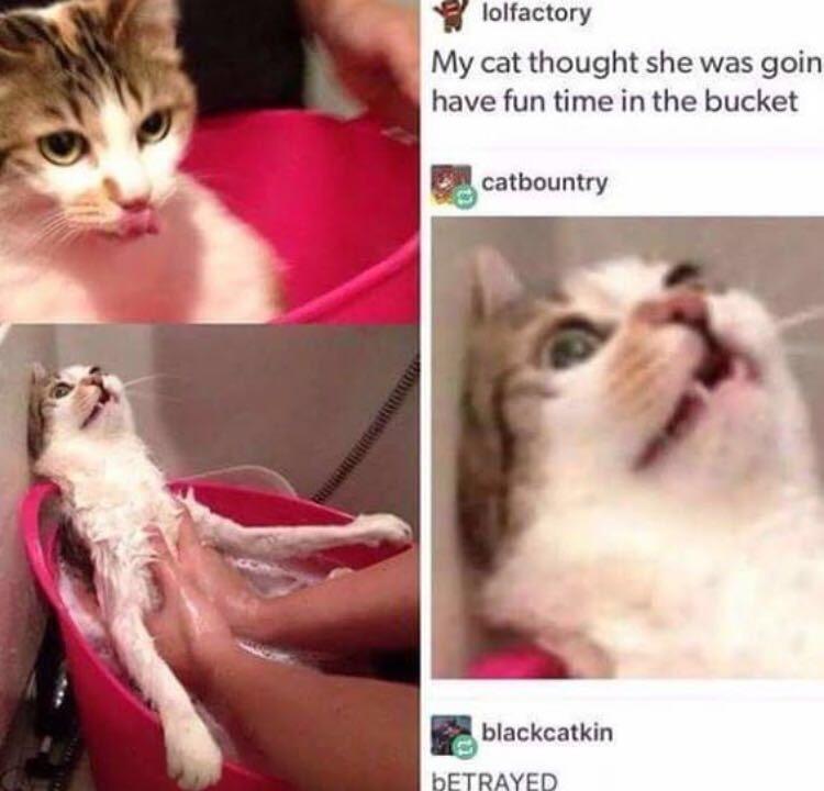 bETRAYAL memes