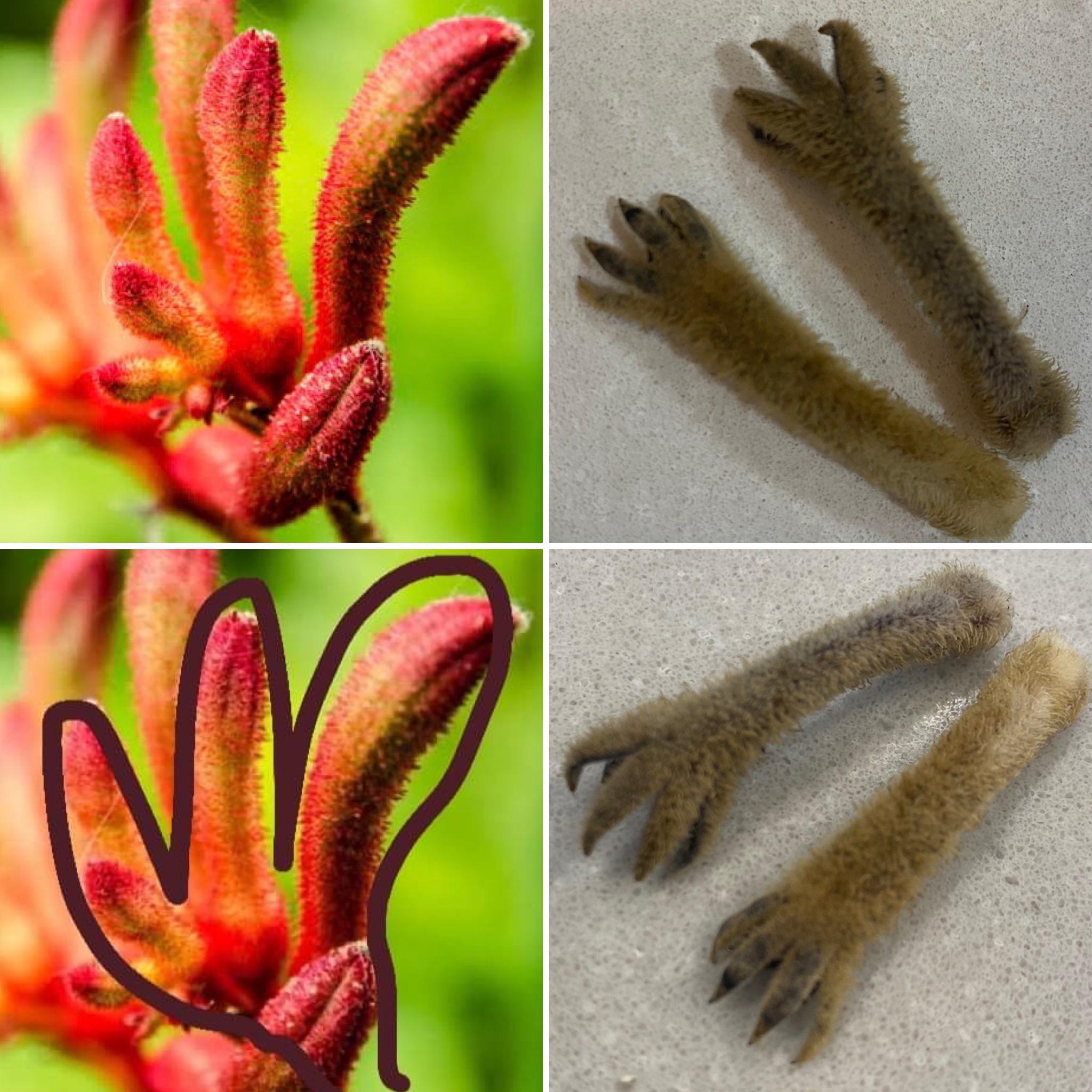 I always thought that Kangaroo Paw plants were named so because of the