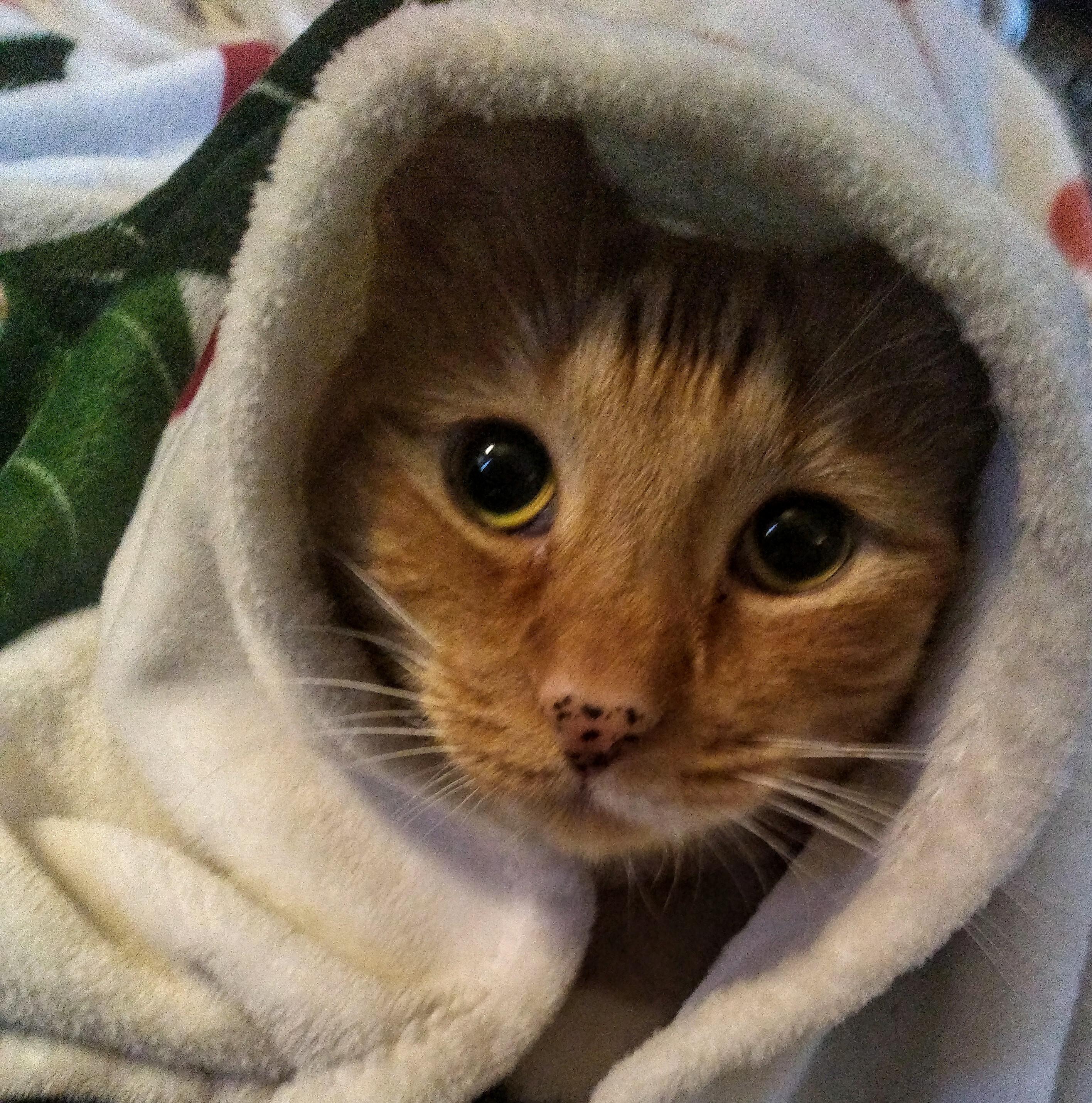 Blanket cat r/Eyebleach