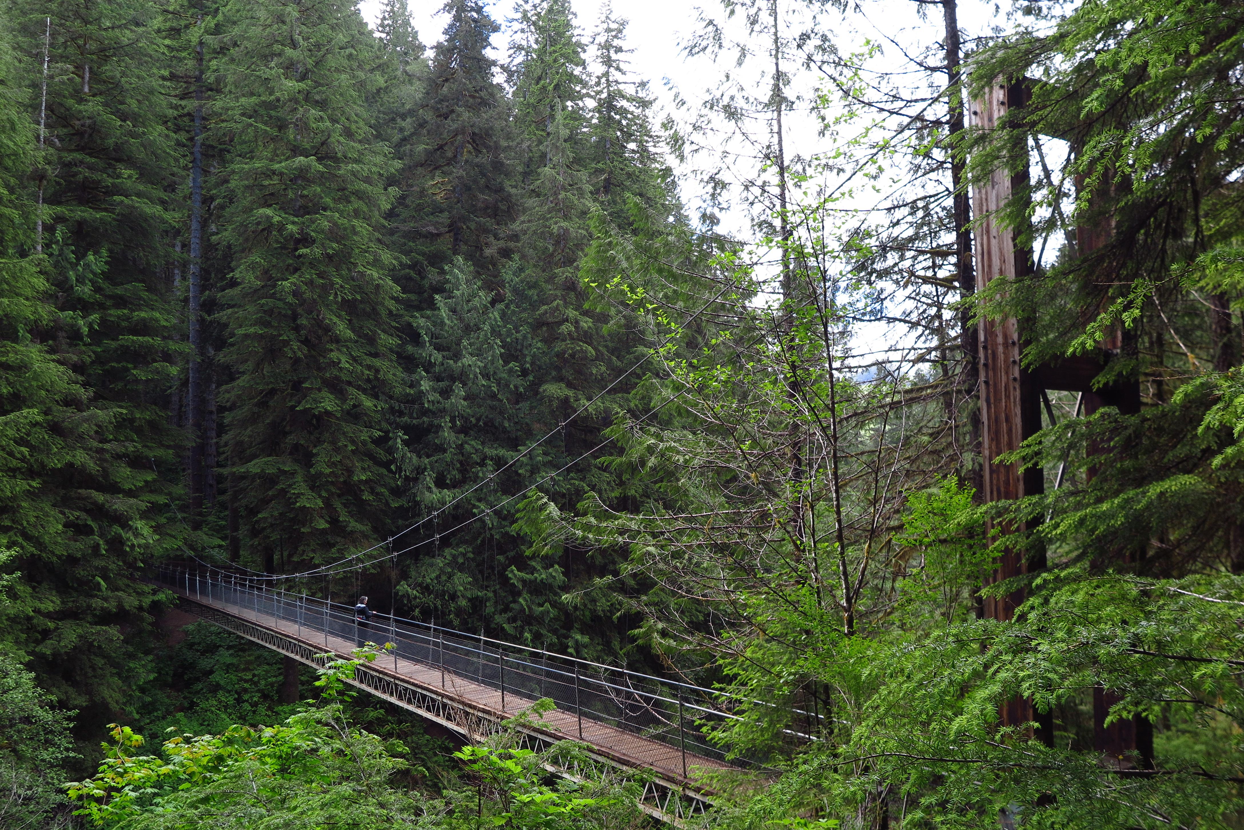 Drift Creek Falls suspension bridge, Oregon Coast Range, June 2018 r