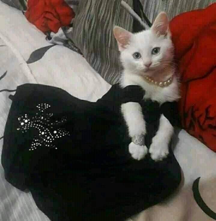 Cat's ready for the date r/Catmemes