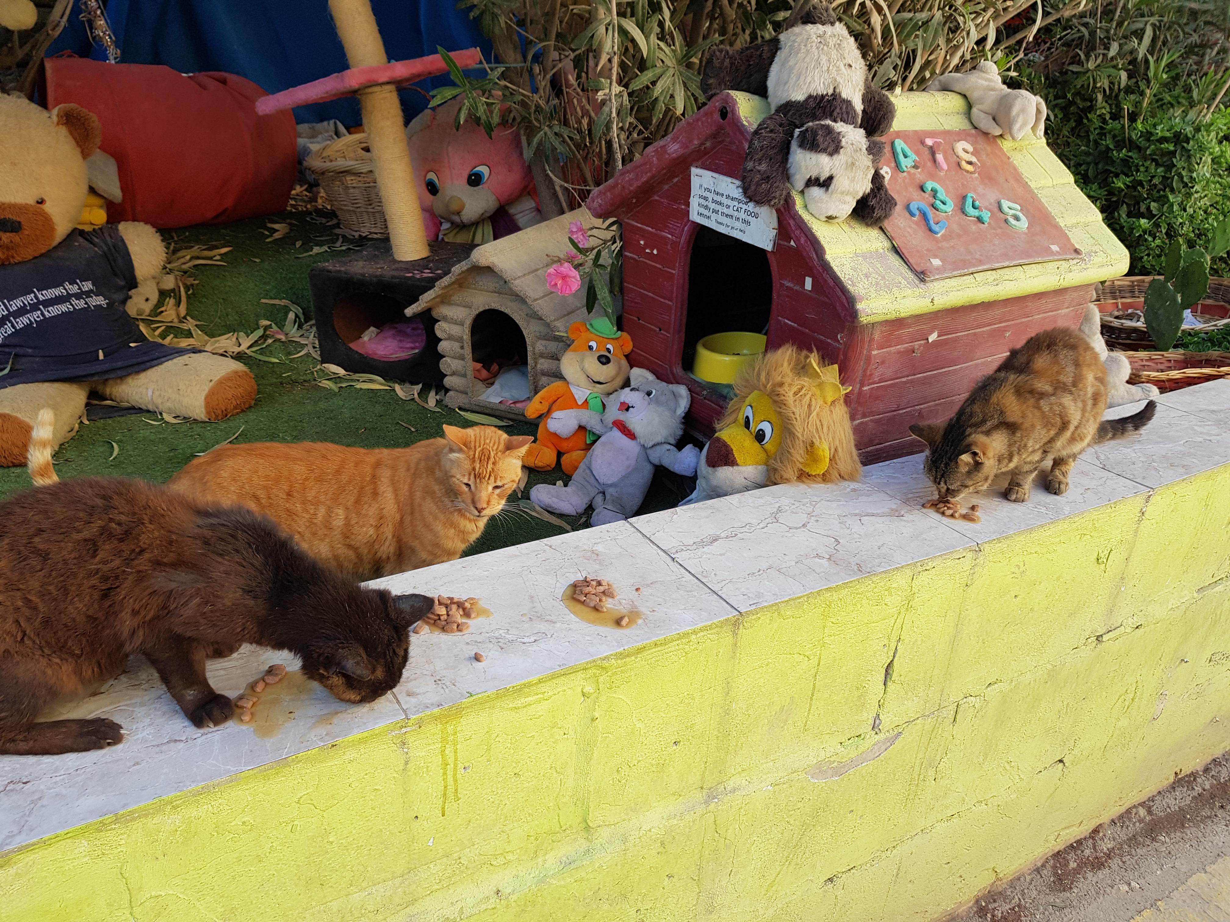 This is 'Cat Village' in Malta where a lovely lady has set up a
