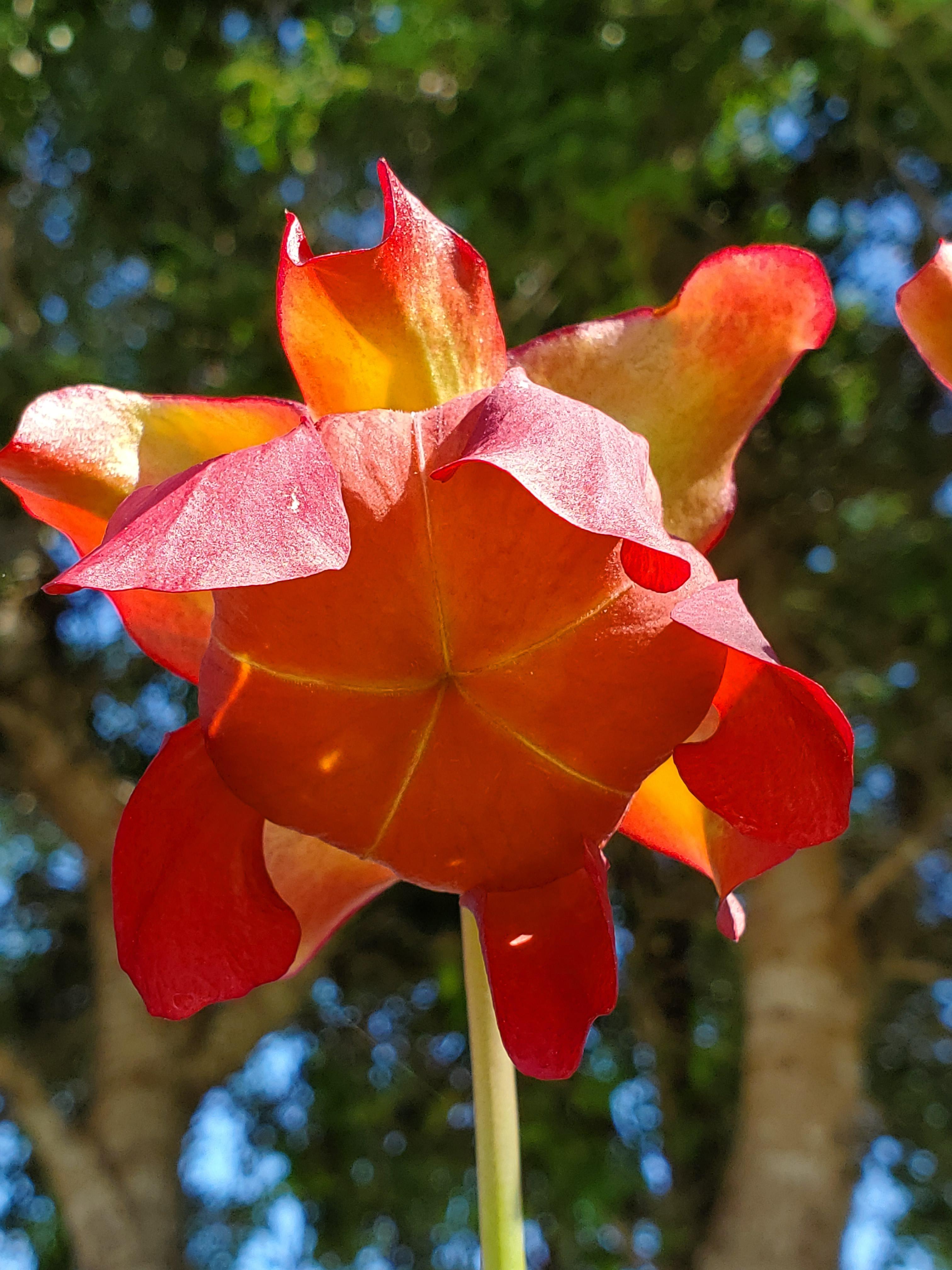 Pitcher plant flower. r/SavageGarden