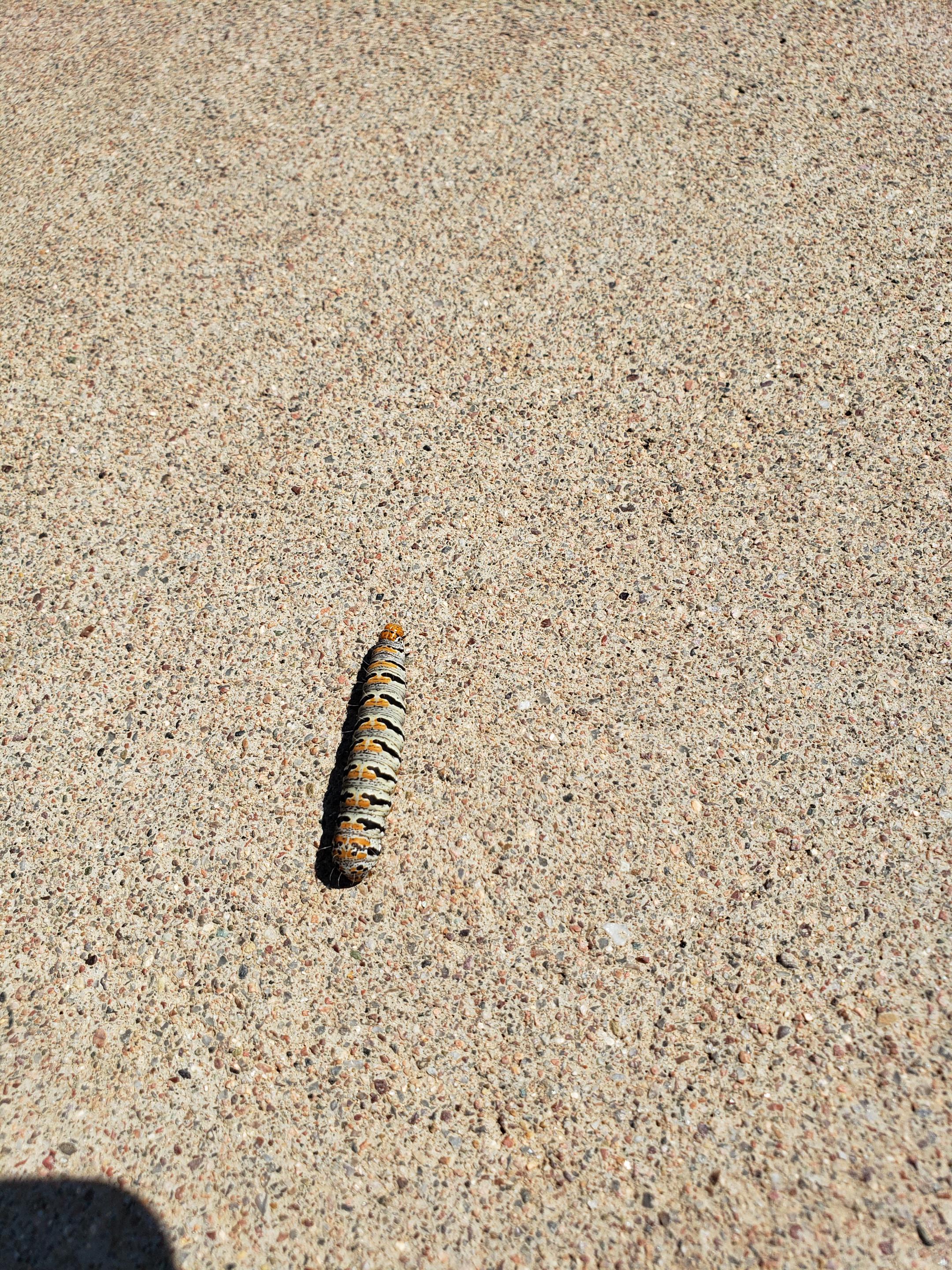 What is this caterpillar? (located in Payson, Arizona.) r/Entomology