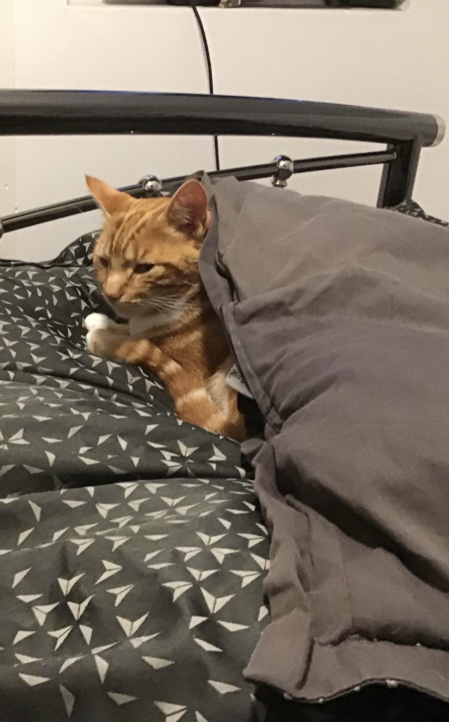 I know it’s hot but I sleep under the covers! r/SupermodelCats