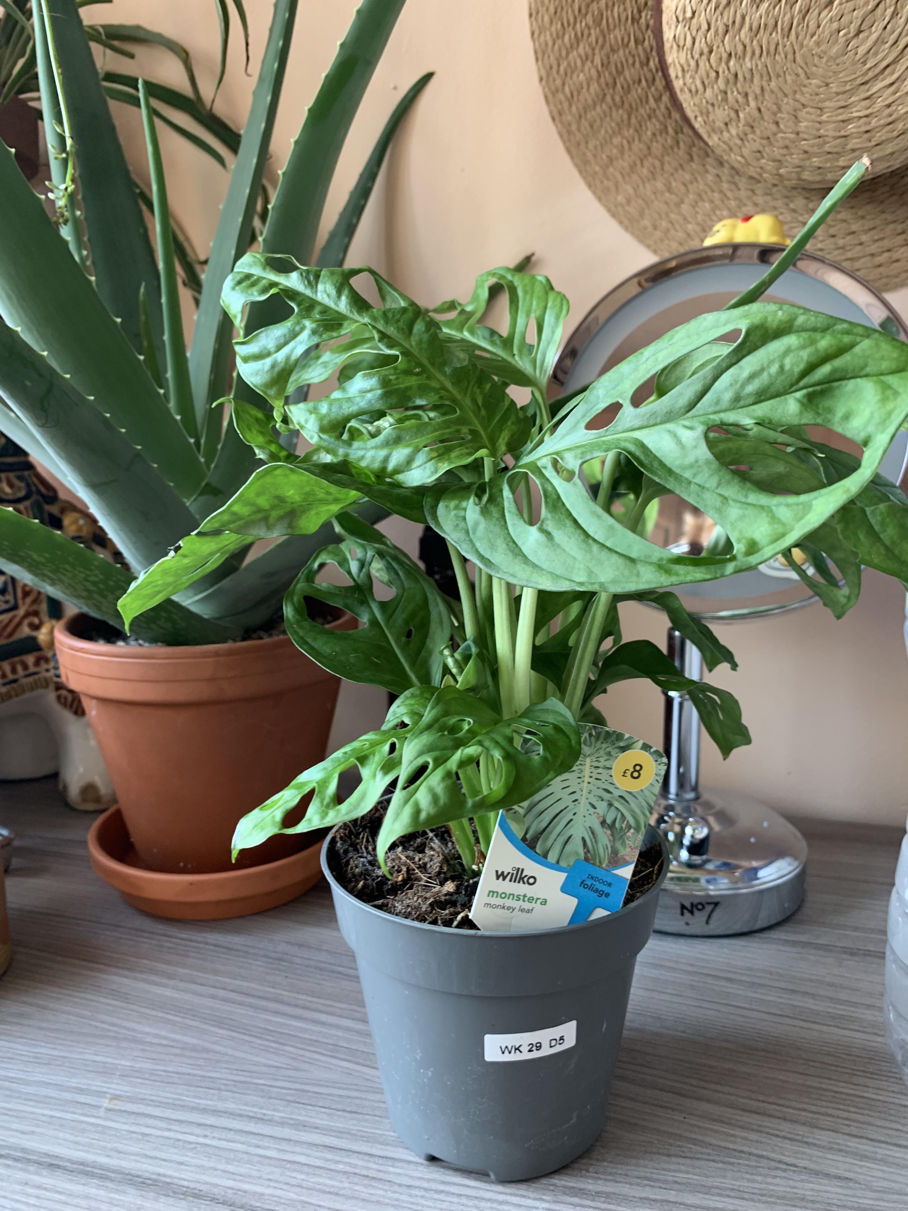 Every time I’ve been to the garden centre they either haven’t had this