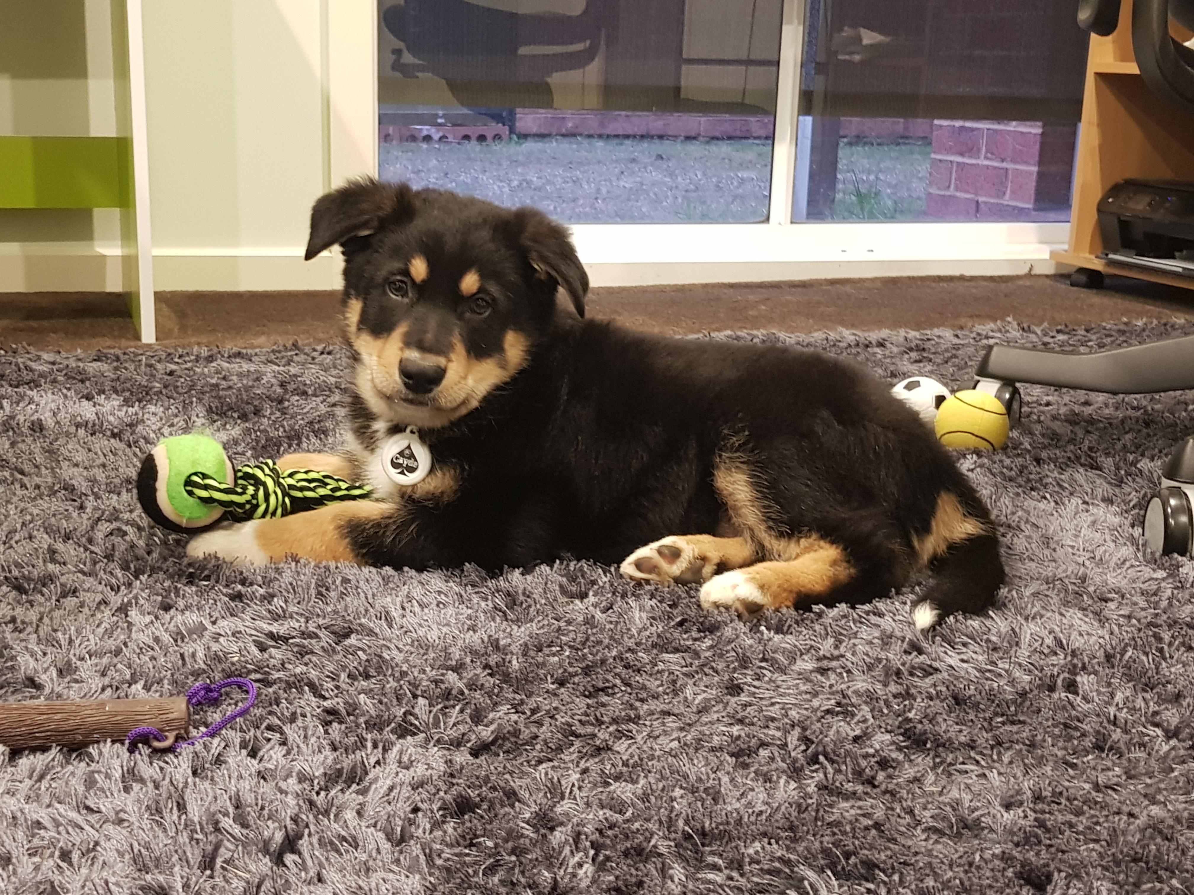German Shepherd Border Collie Puppies