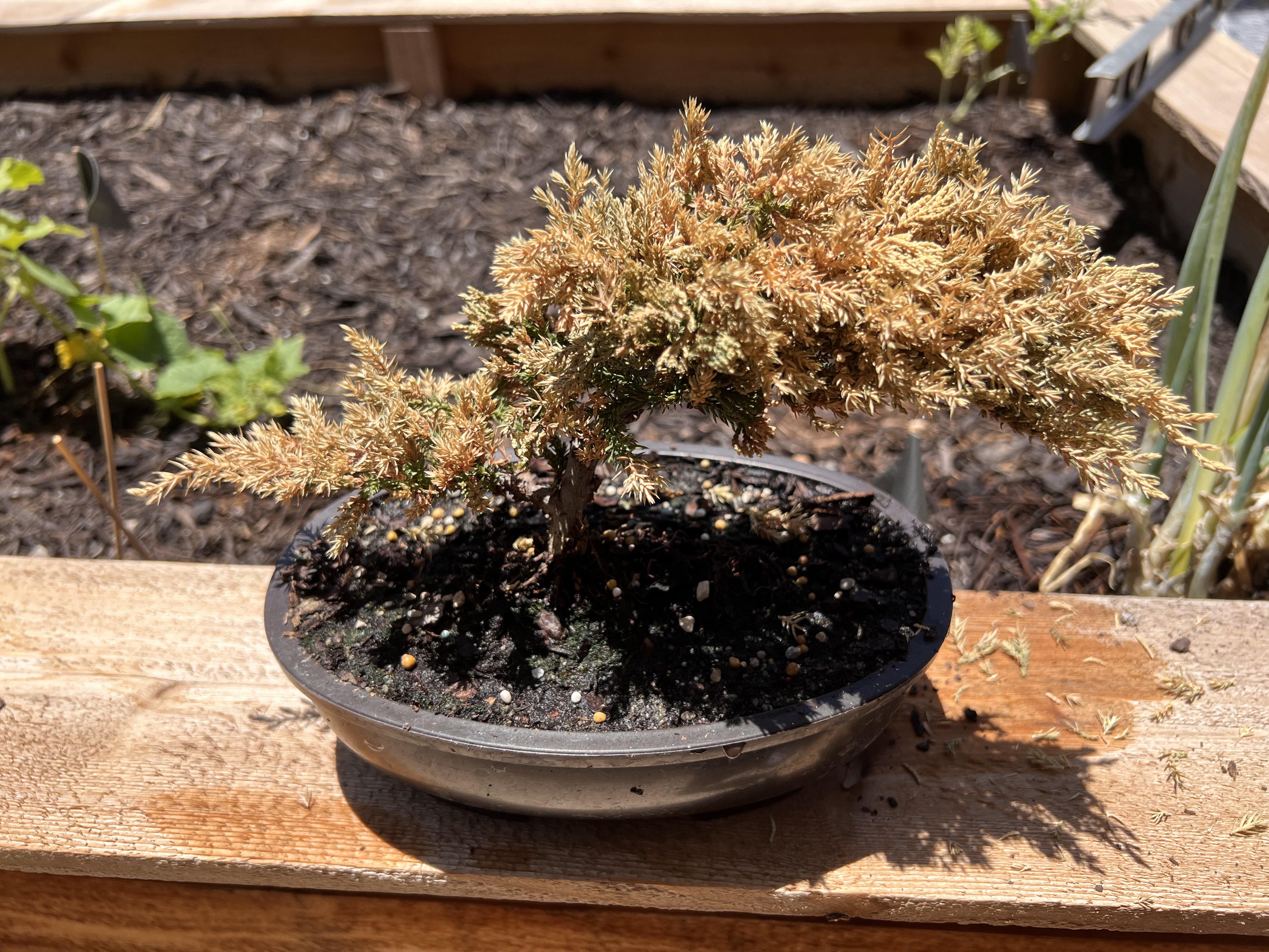 Is my juniper bonsai going to live? I water 3x daily as told by the