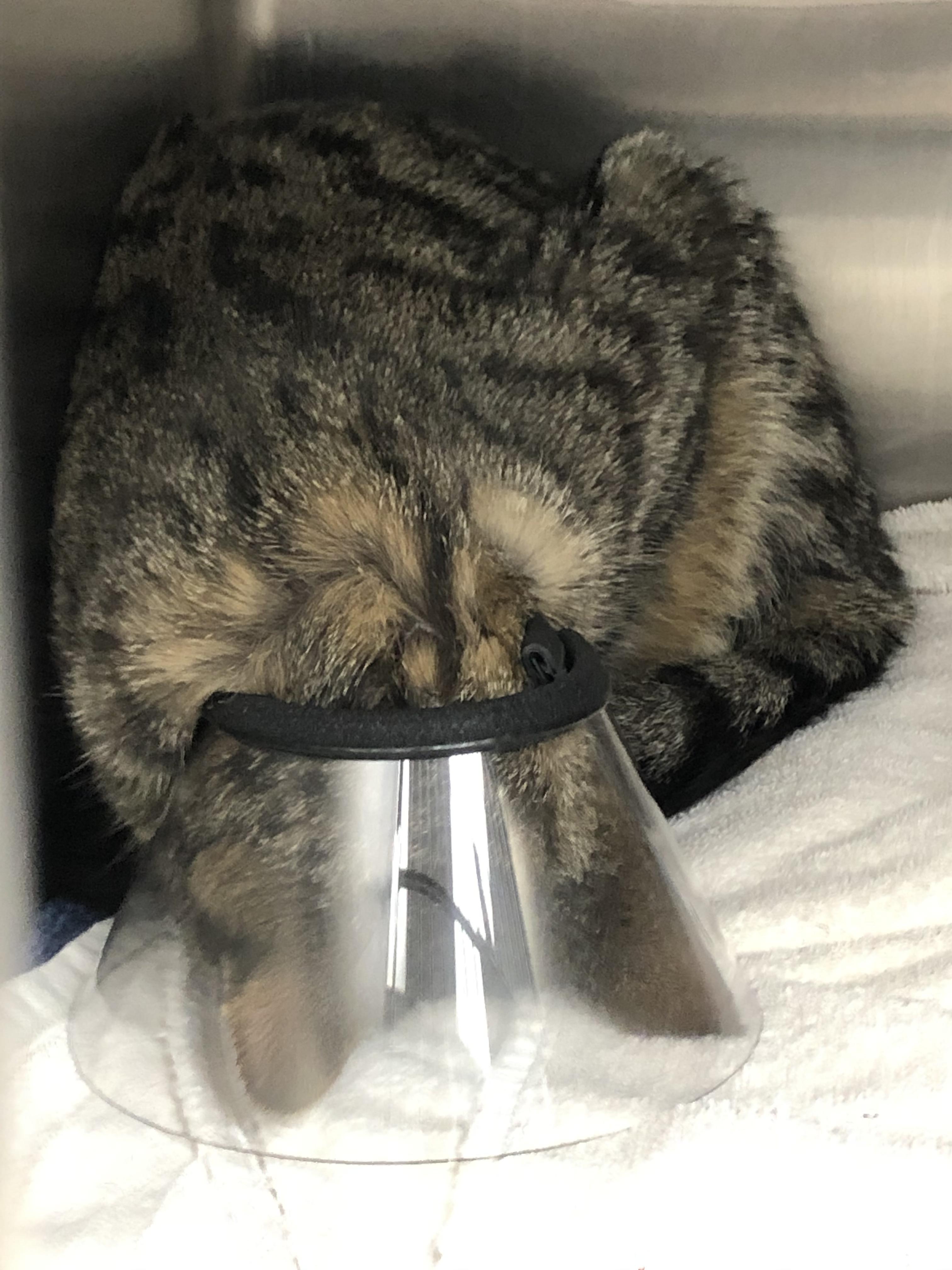 Best way to sleep after surgery! r/aww