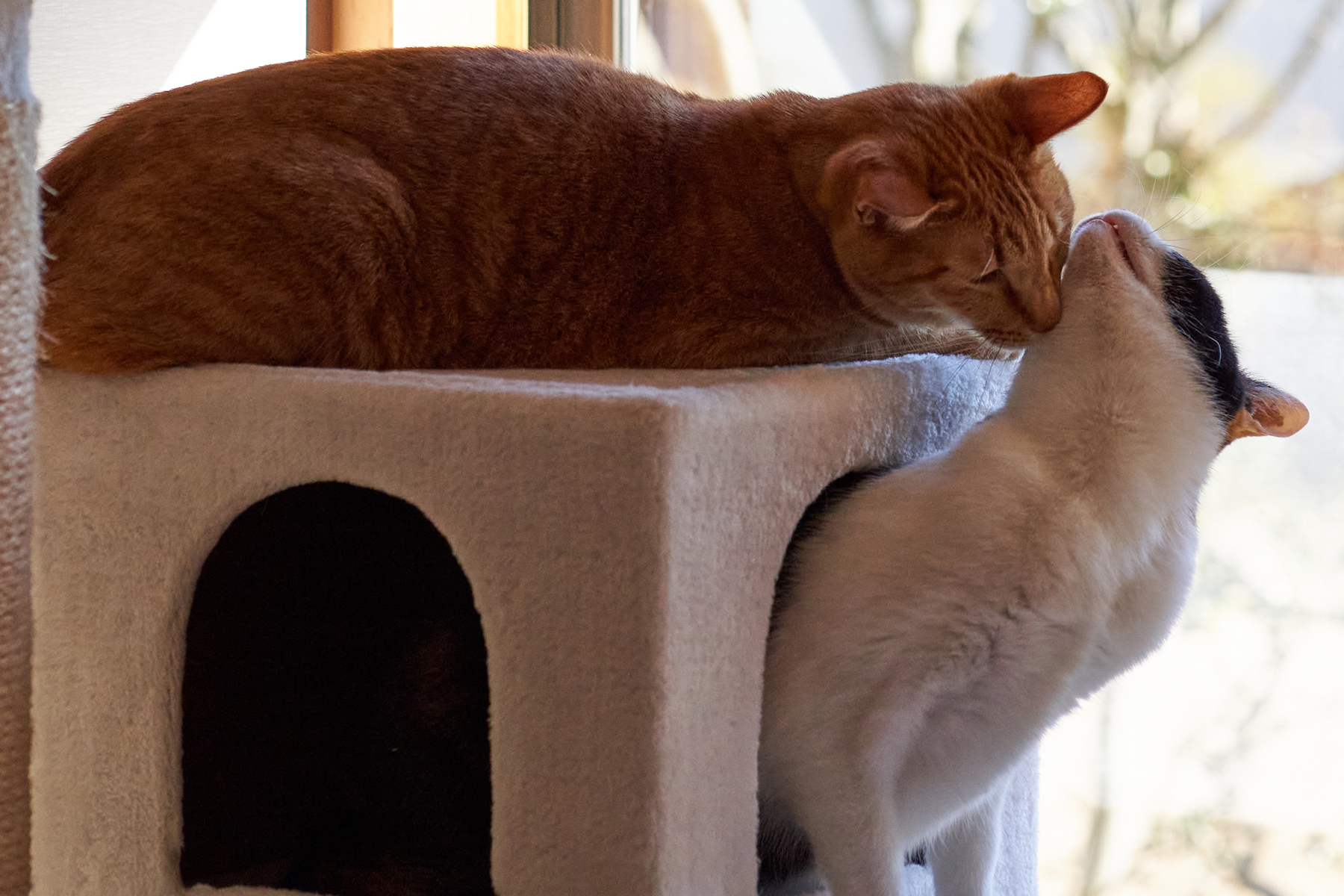 Morning nuzzles cats