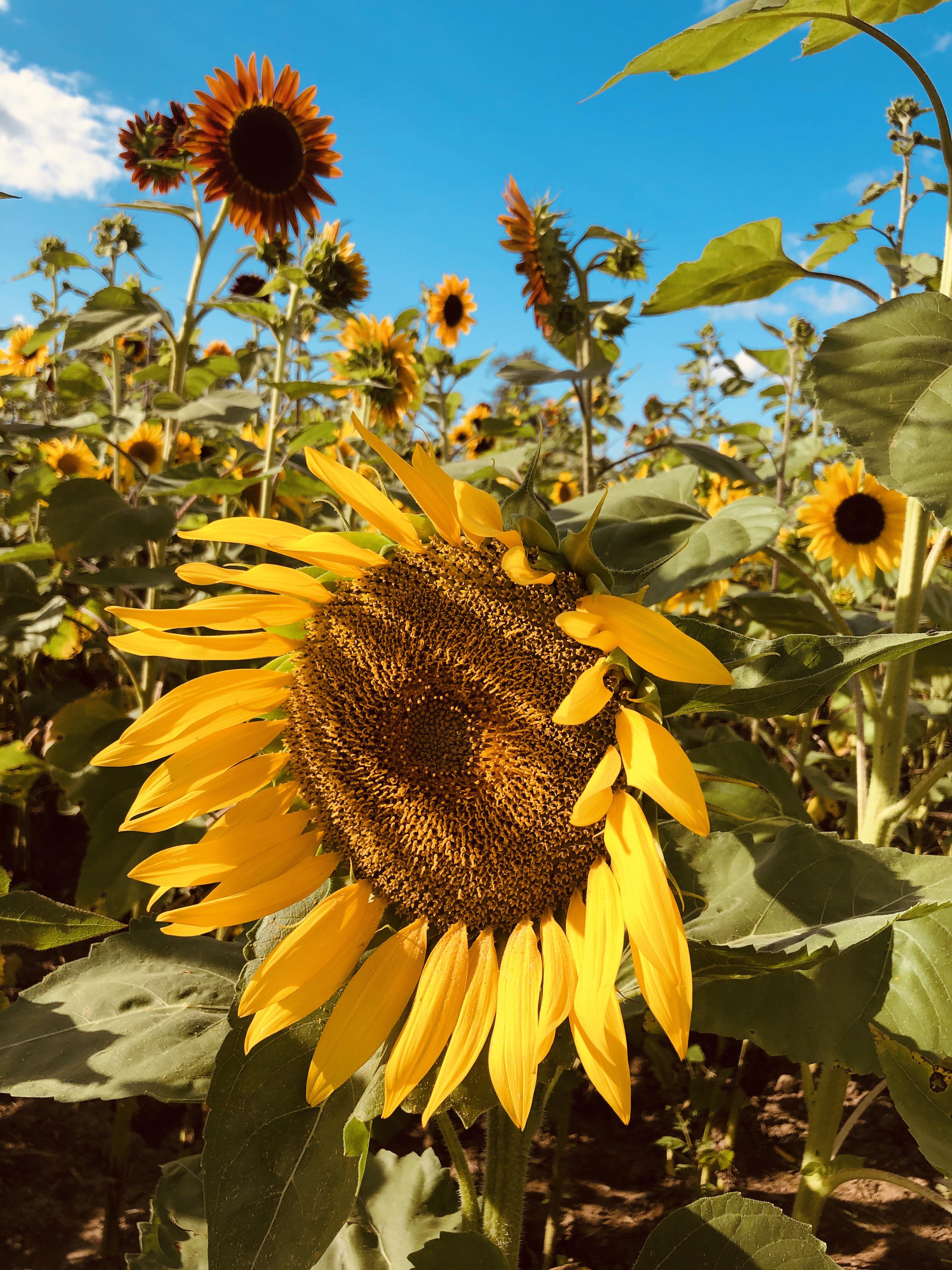 Sunflowers of Sanborn are in full bloom! r/Buffalo