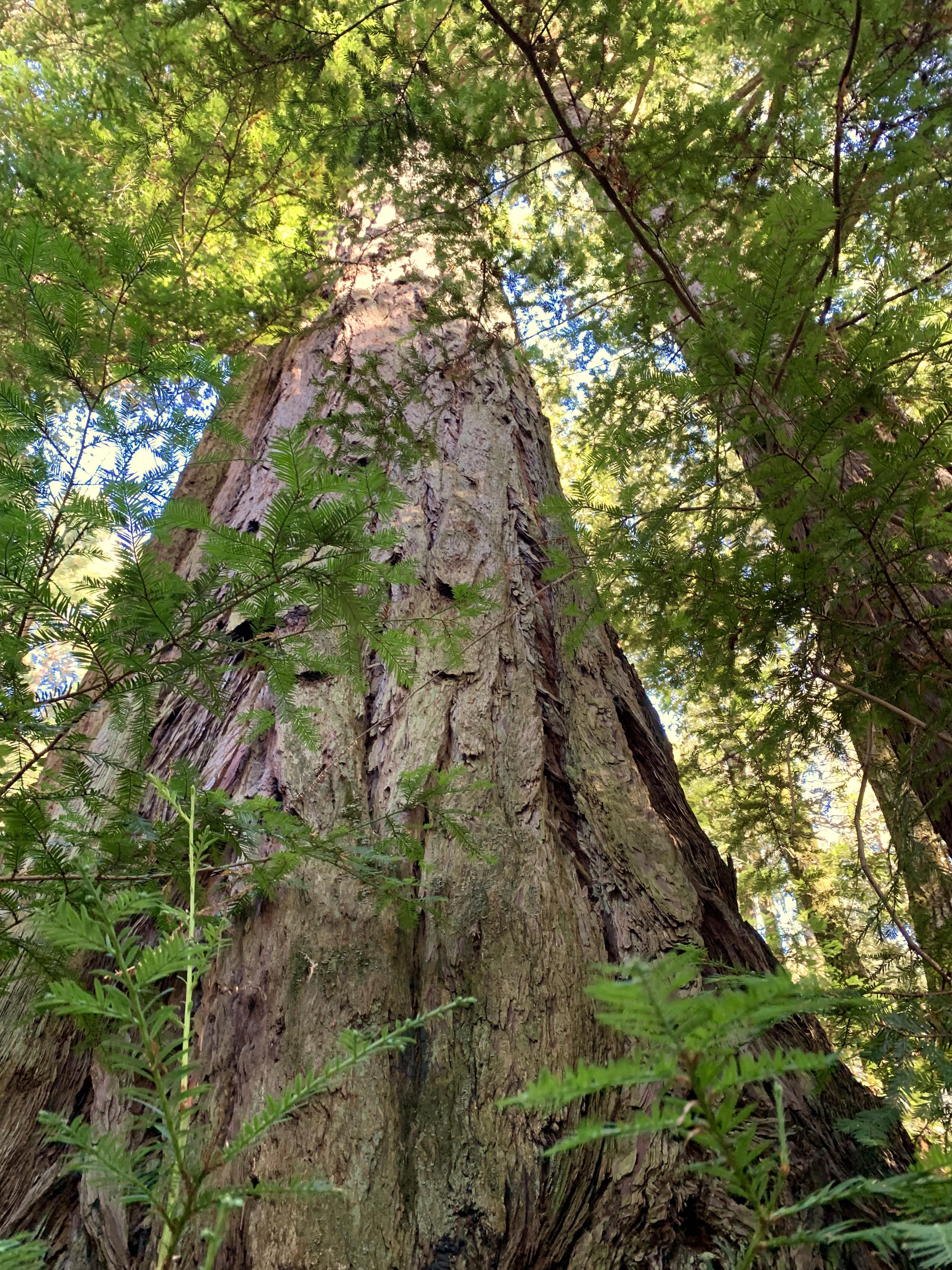 California Redwood r/Outdoors