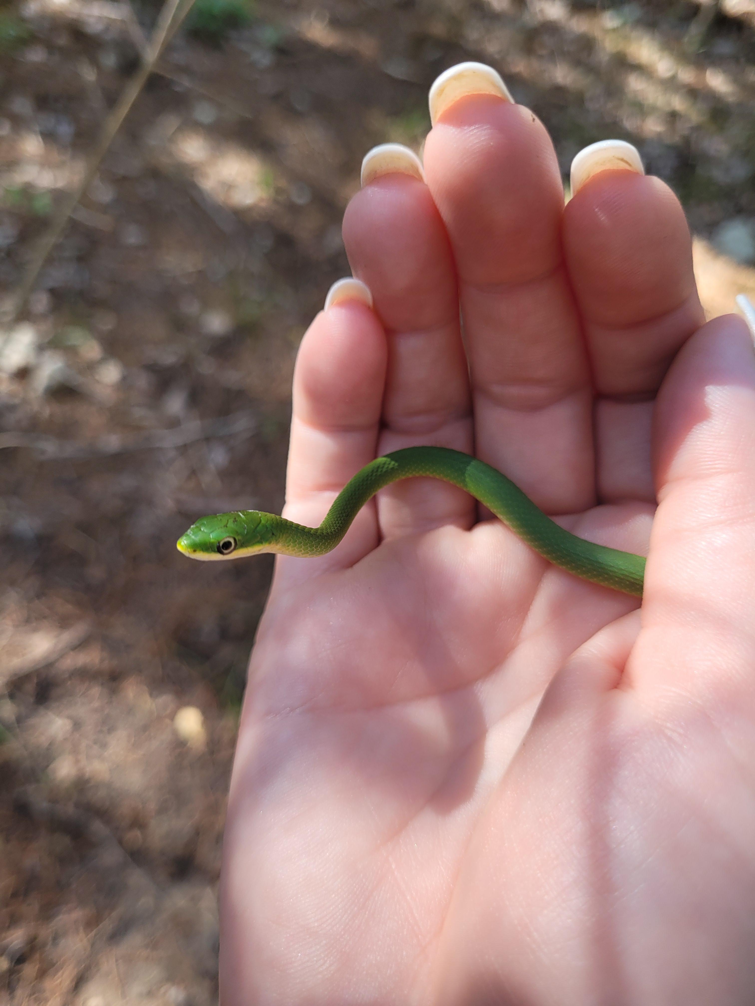 Smooth green snake I believe? Austin Texas ) r/whatsthissnake