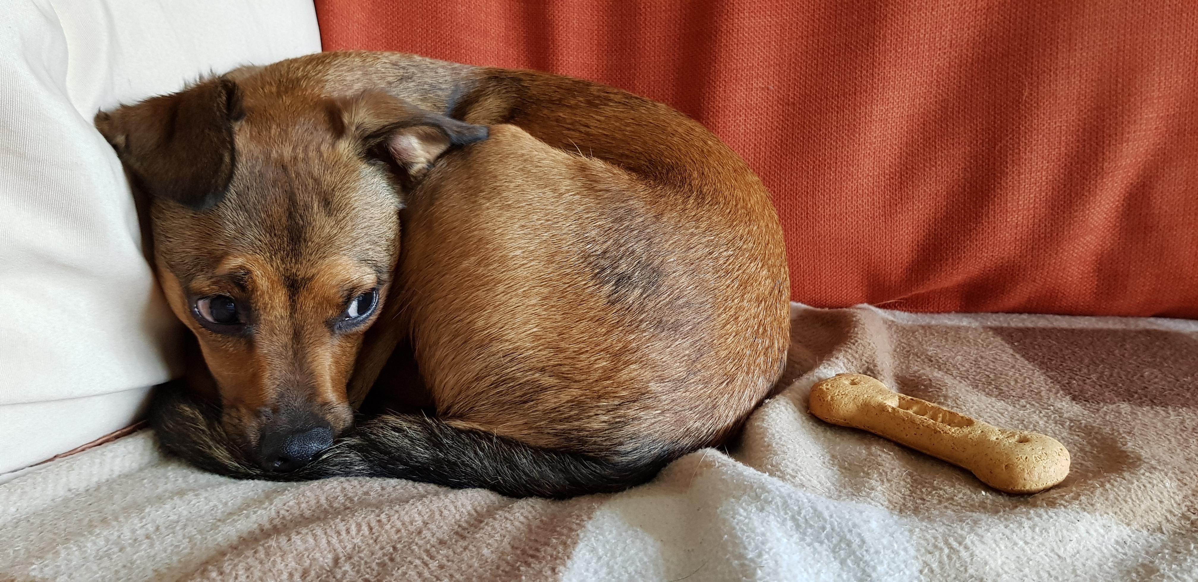 Miniature Pinscher X Jack Russell All miniature