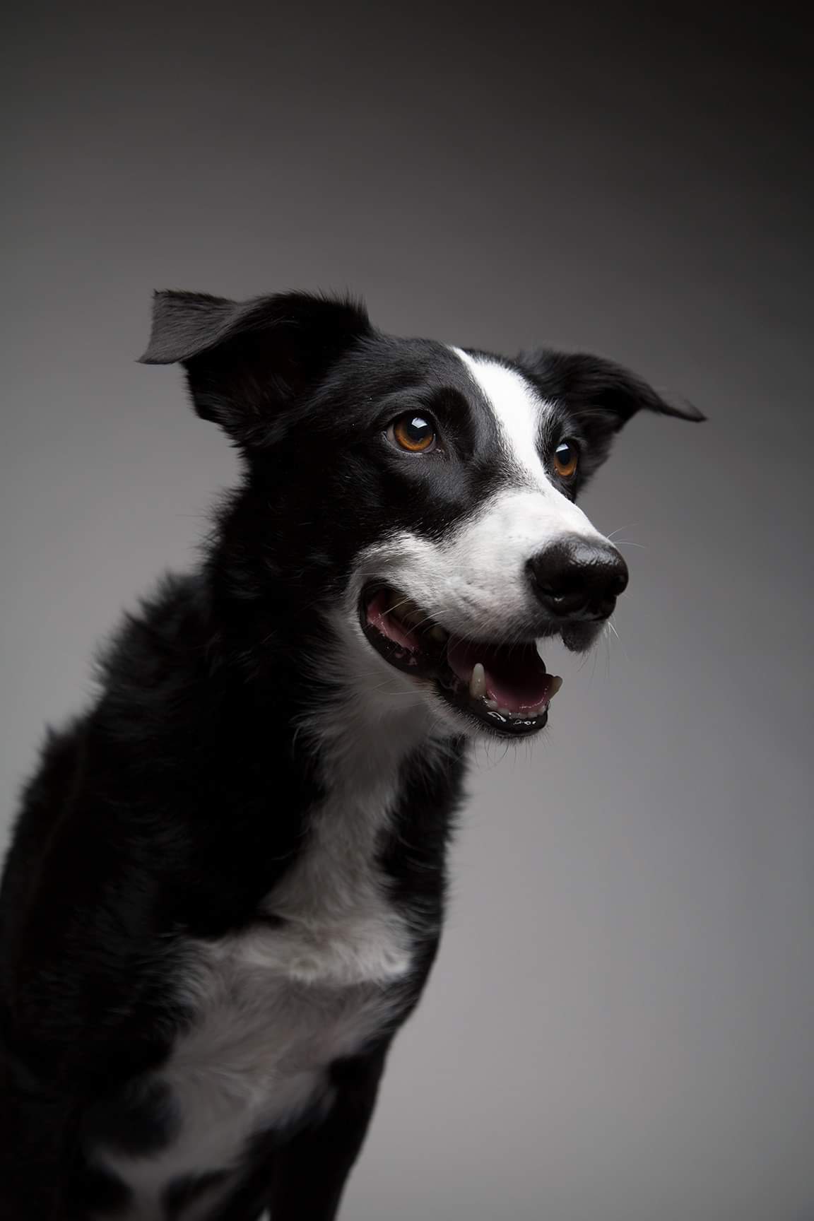 Our handsome McNab Border Collie r/BorderCollie