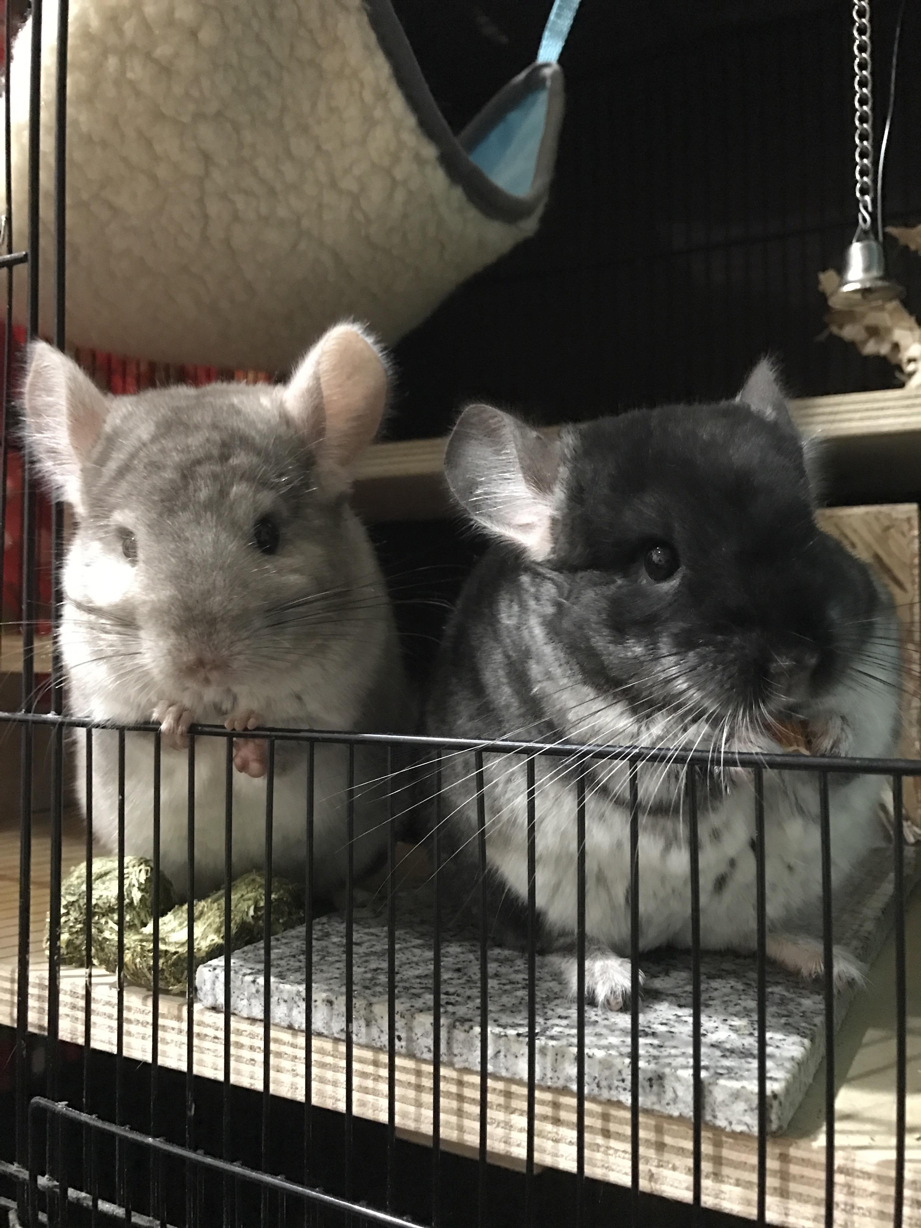 What a size difference! the bell