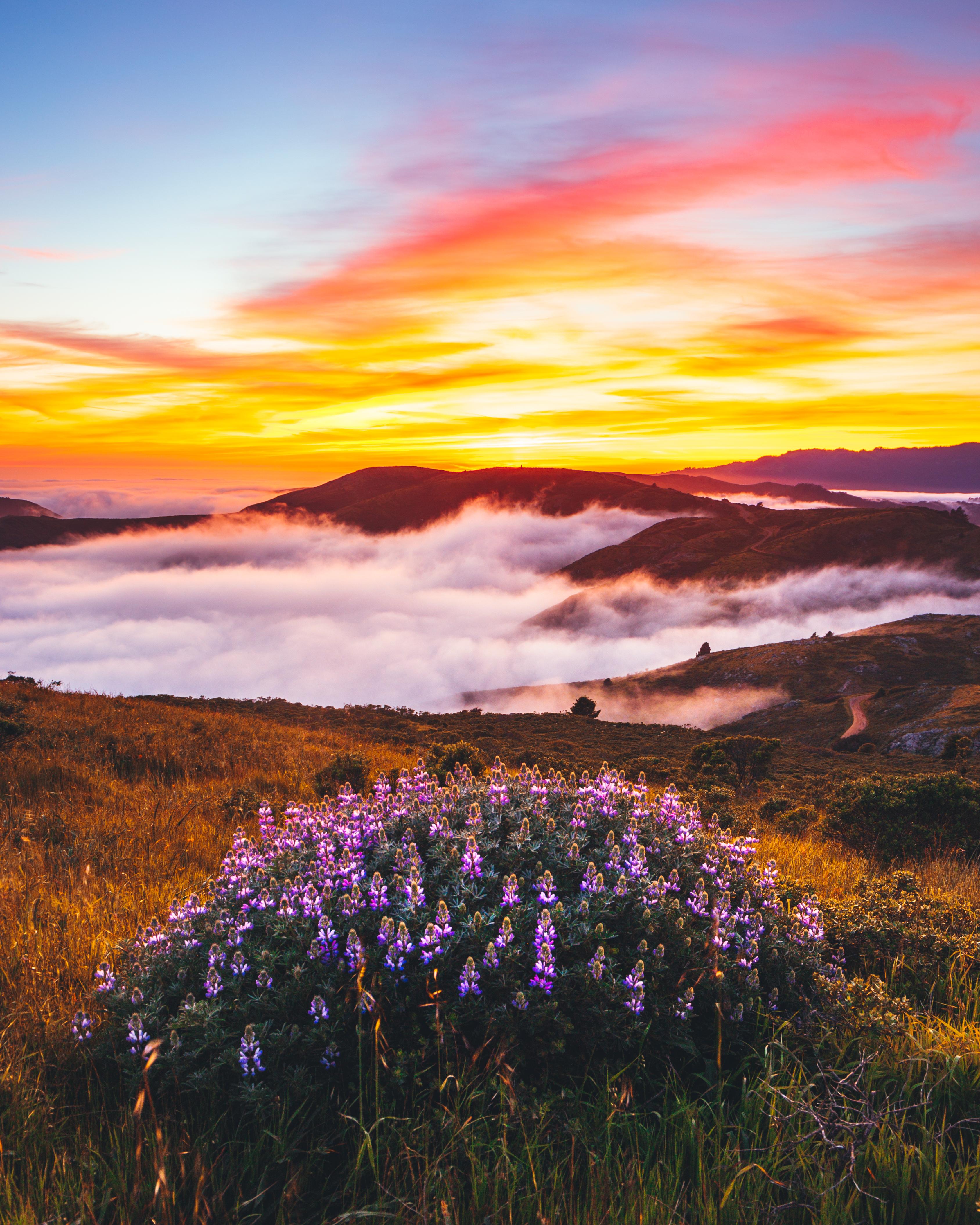 Flowers, Fog and a firey sunset in Marin 3375 × 4219 Nature/Landscape Pictures