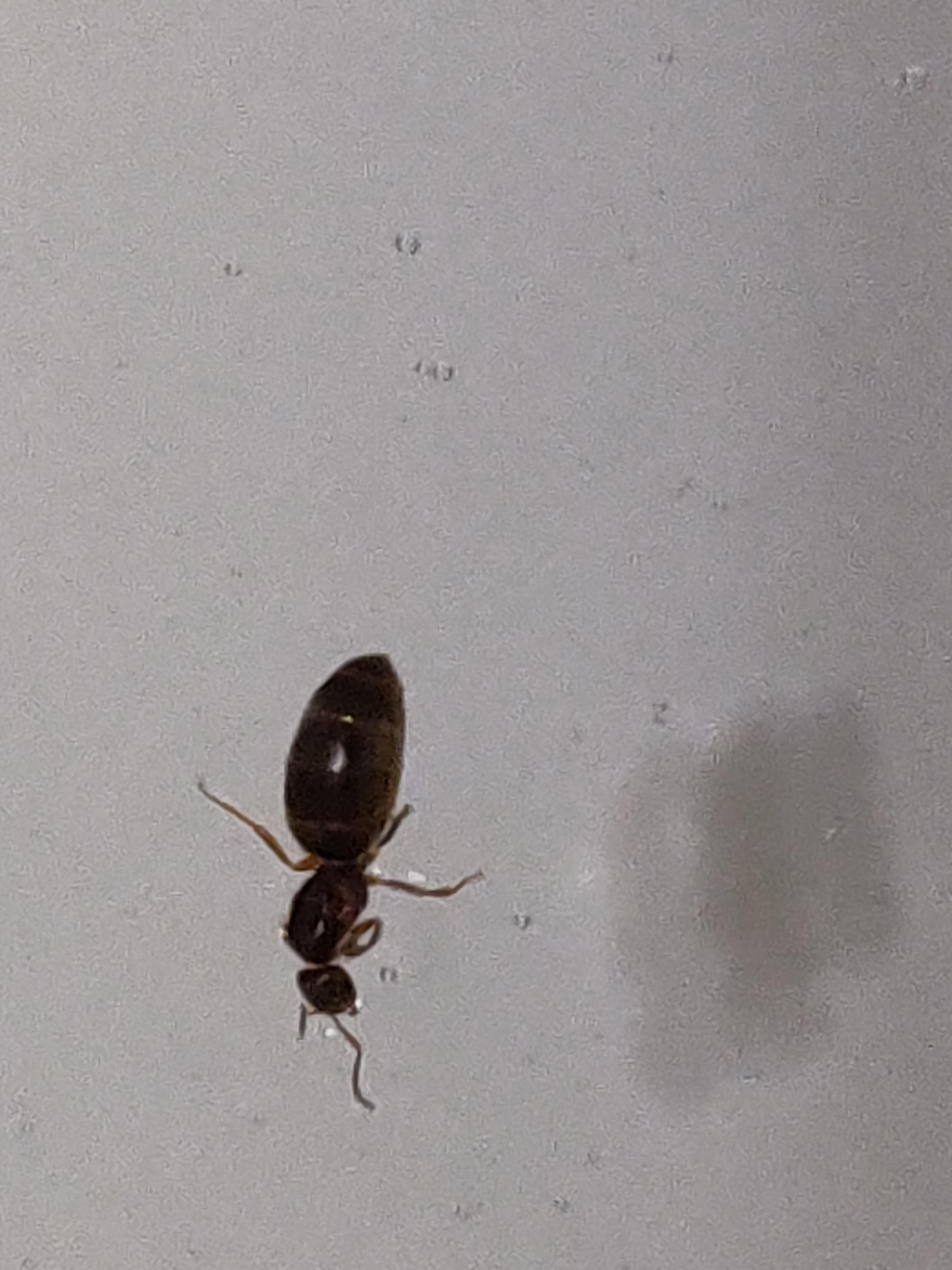 What is this, found it in my toilet, almost looked like an ant r