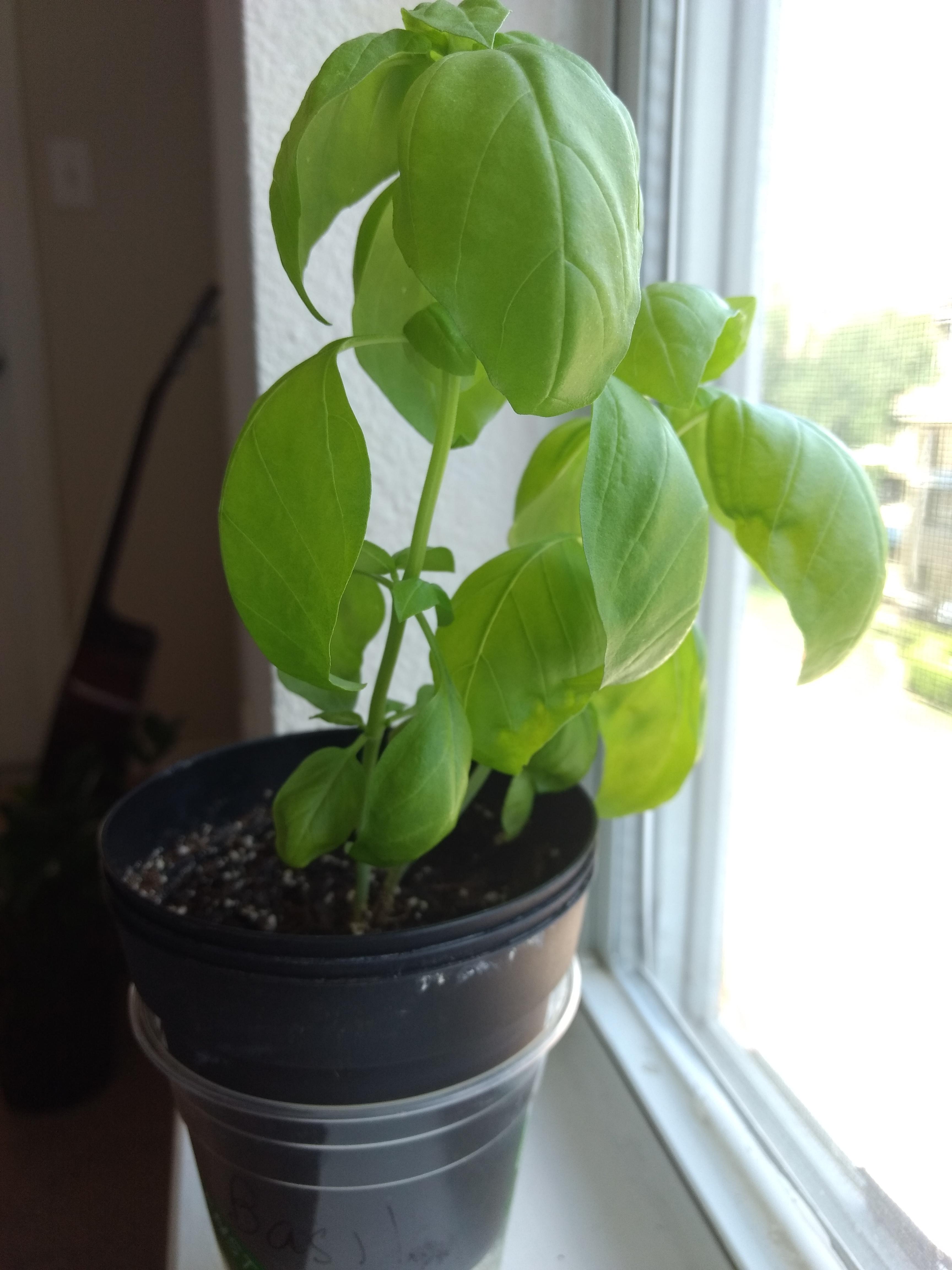 Is there something wrong with this plant? Someone told me my basil