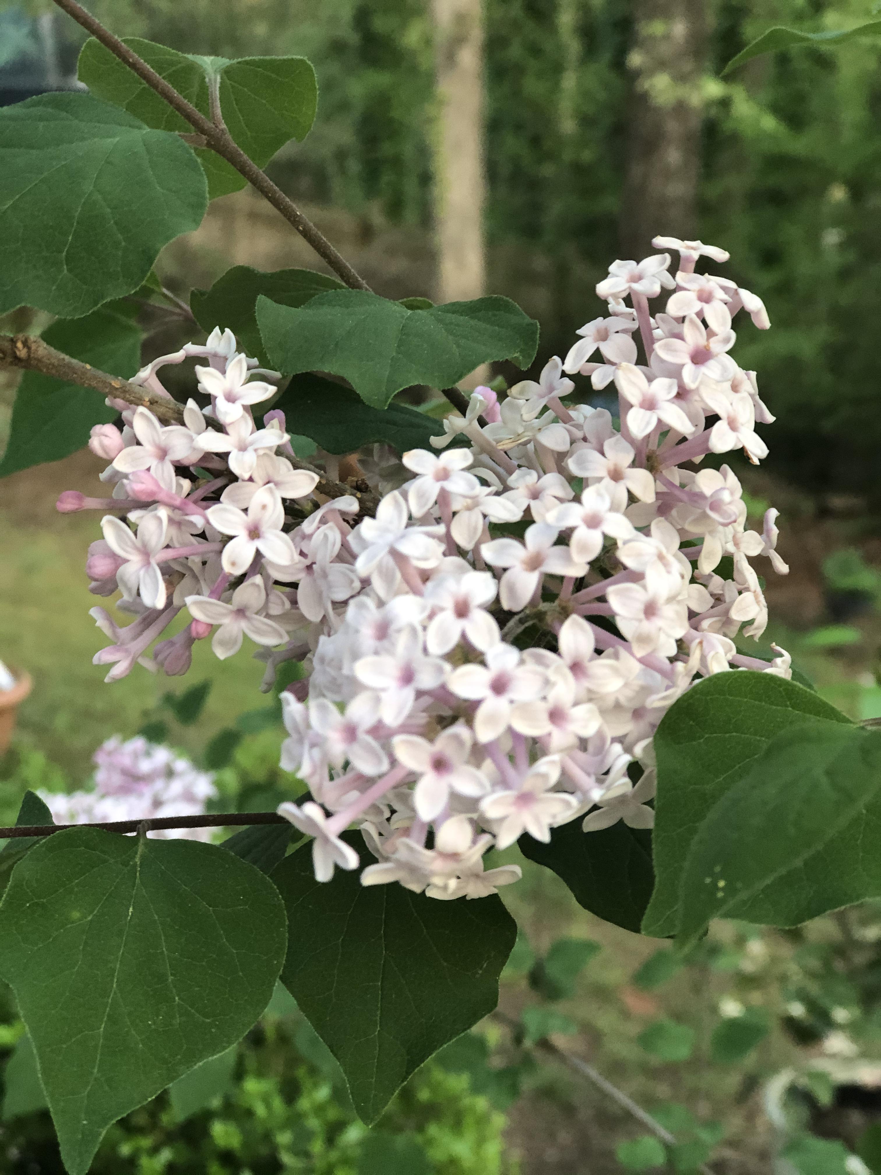 Growing wild in backyard small white flowers, fragrant r/whatsthisplant