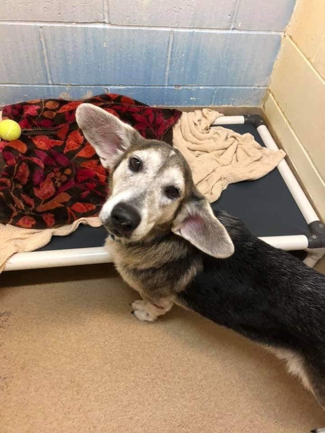 Senior with those adorable airplane ears. Originally posted on r