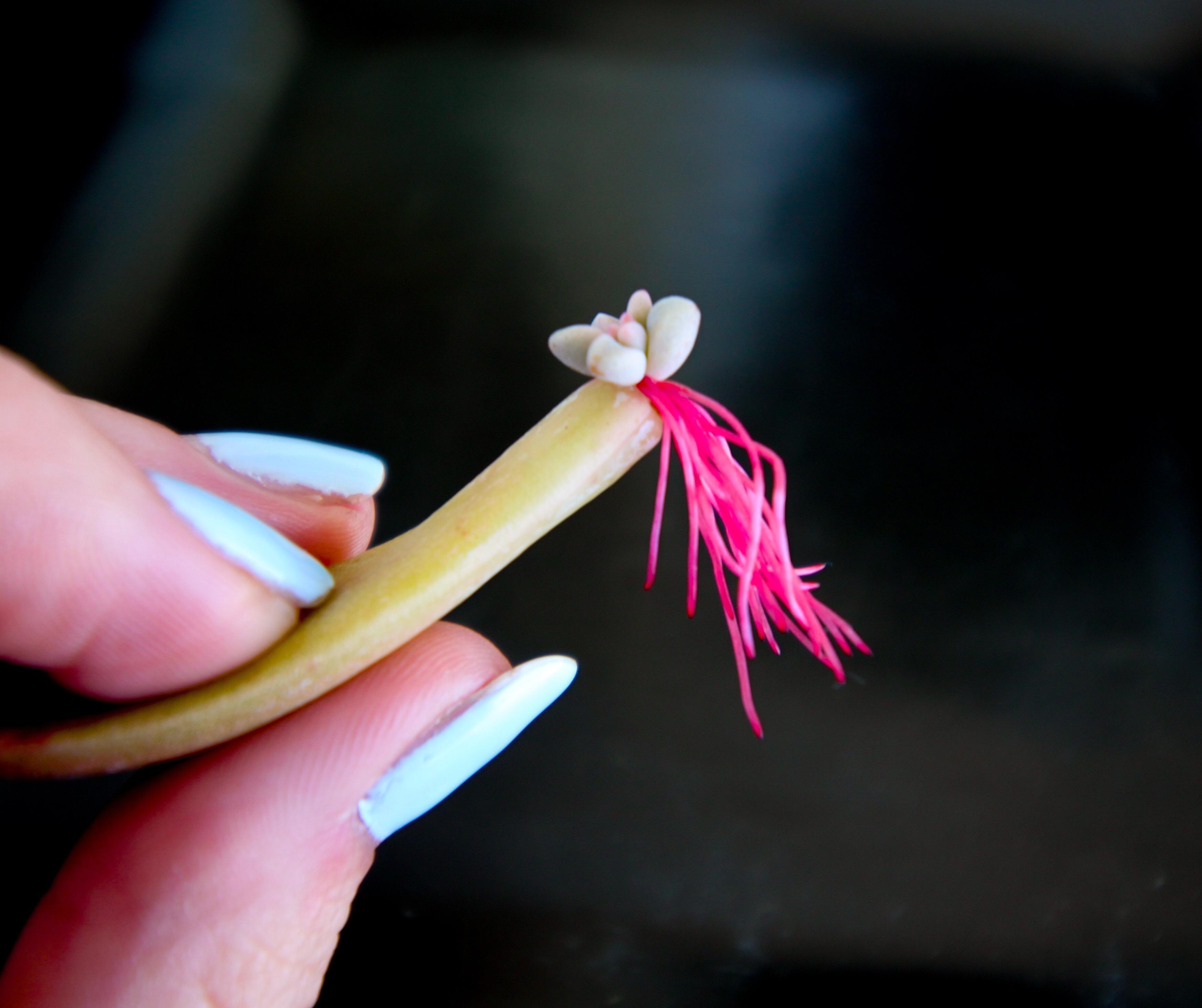 Hot Pink Roots. Rockstar. succulents