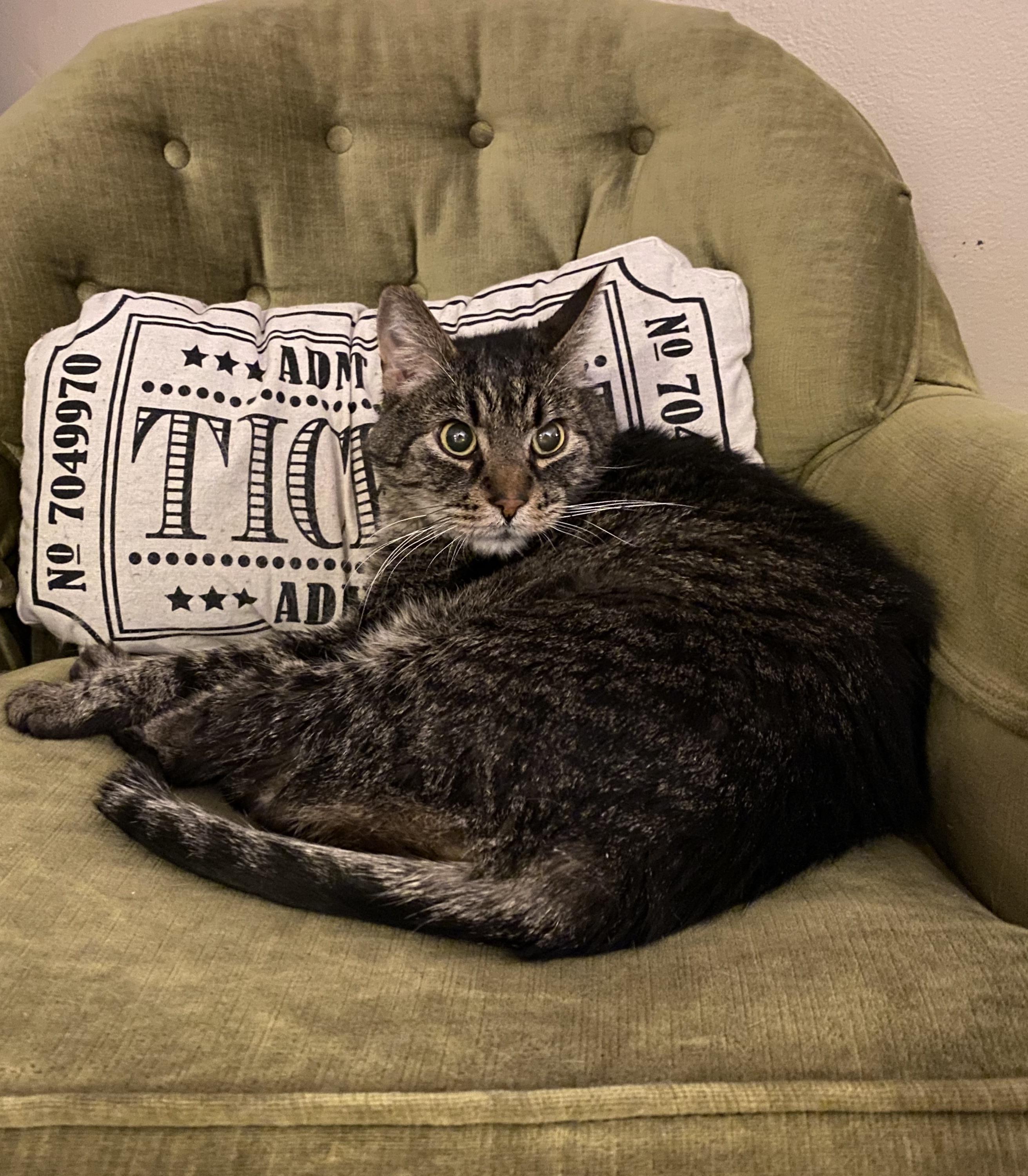 Posted recently about my sweet Jasper and his fluid buildup. Emergency